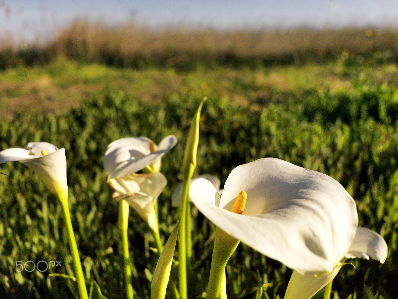 Hasselblad CF-39 sample photo. Delta de l'ebre photography