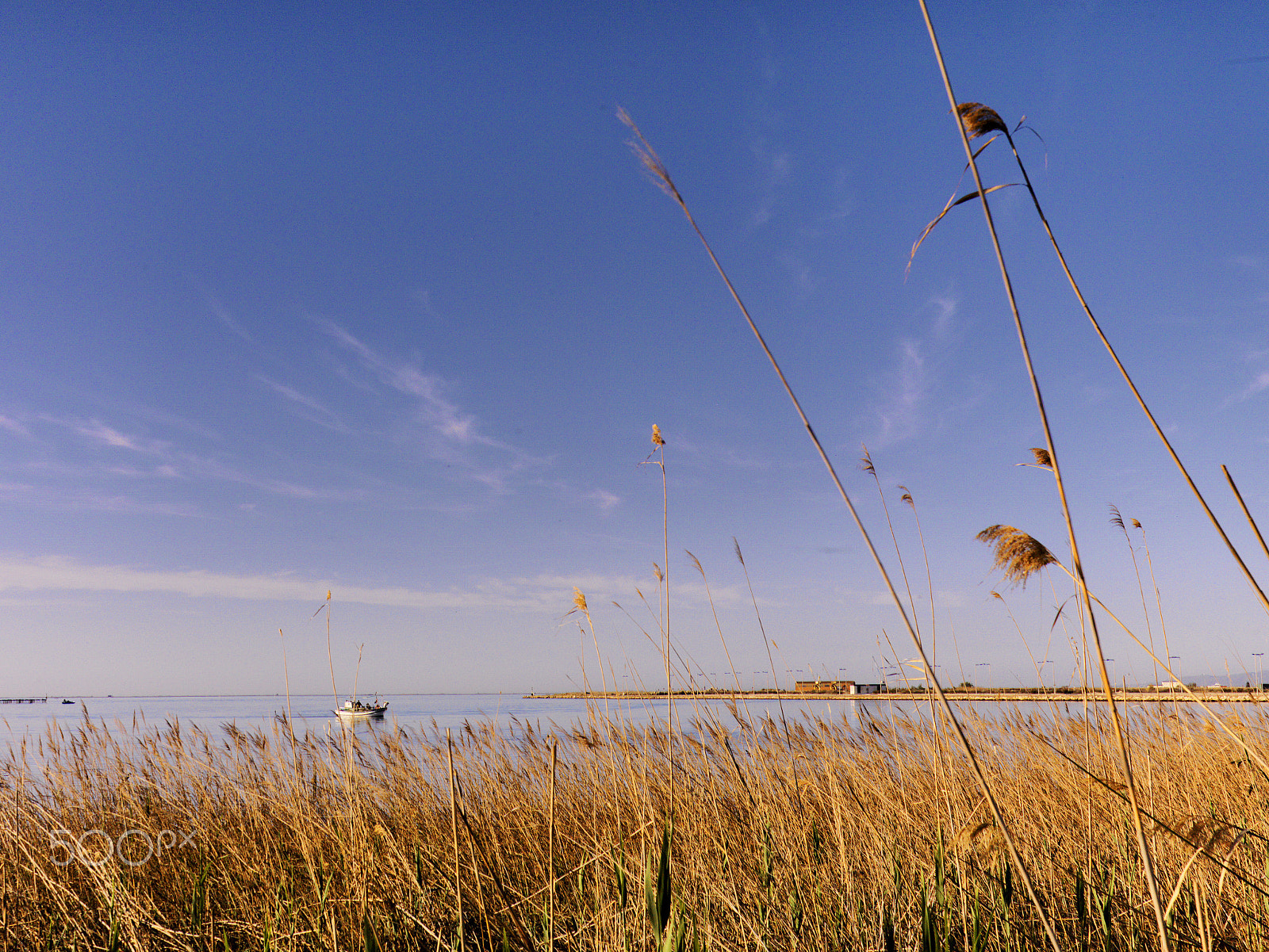 Hasselblad CF-39 sample photo. Delta de l'ebre photography