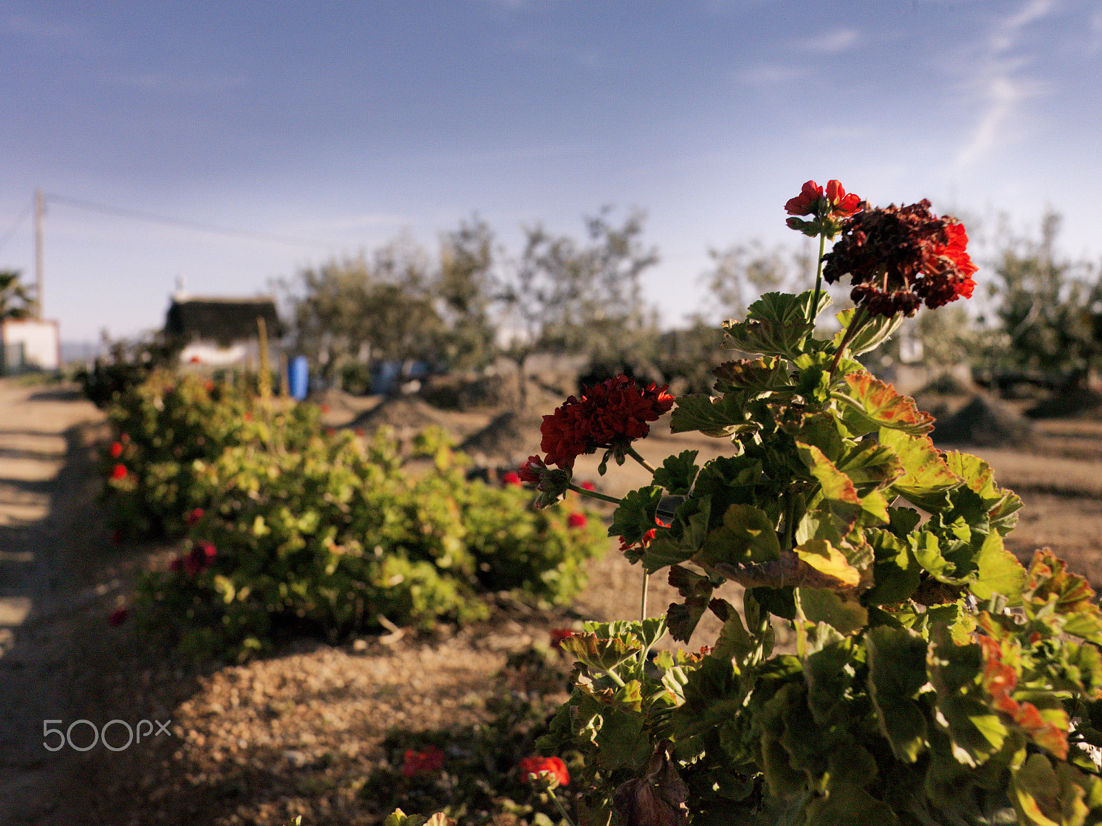 Hasselblad CF-39 sample photo. Delta de l'ebre photography