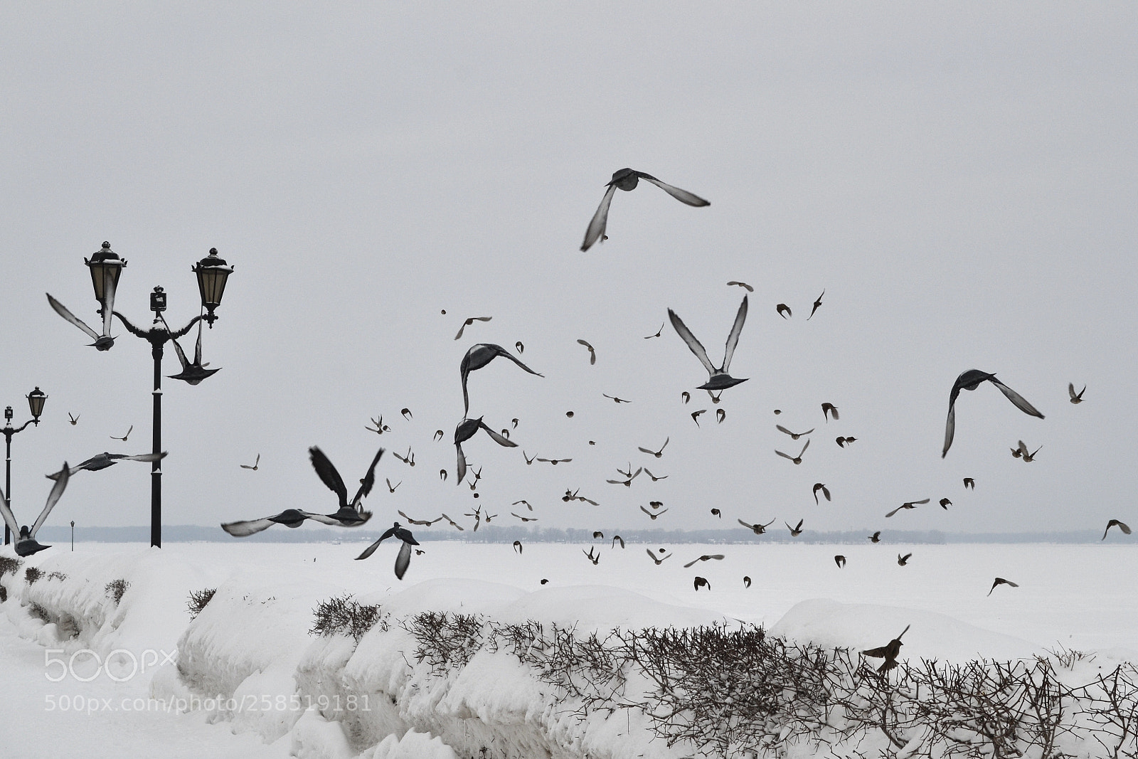 Nikon D3100 sample photo. Flew away photography