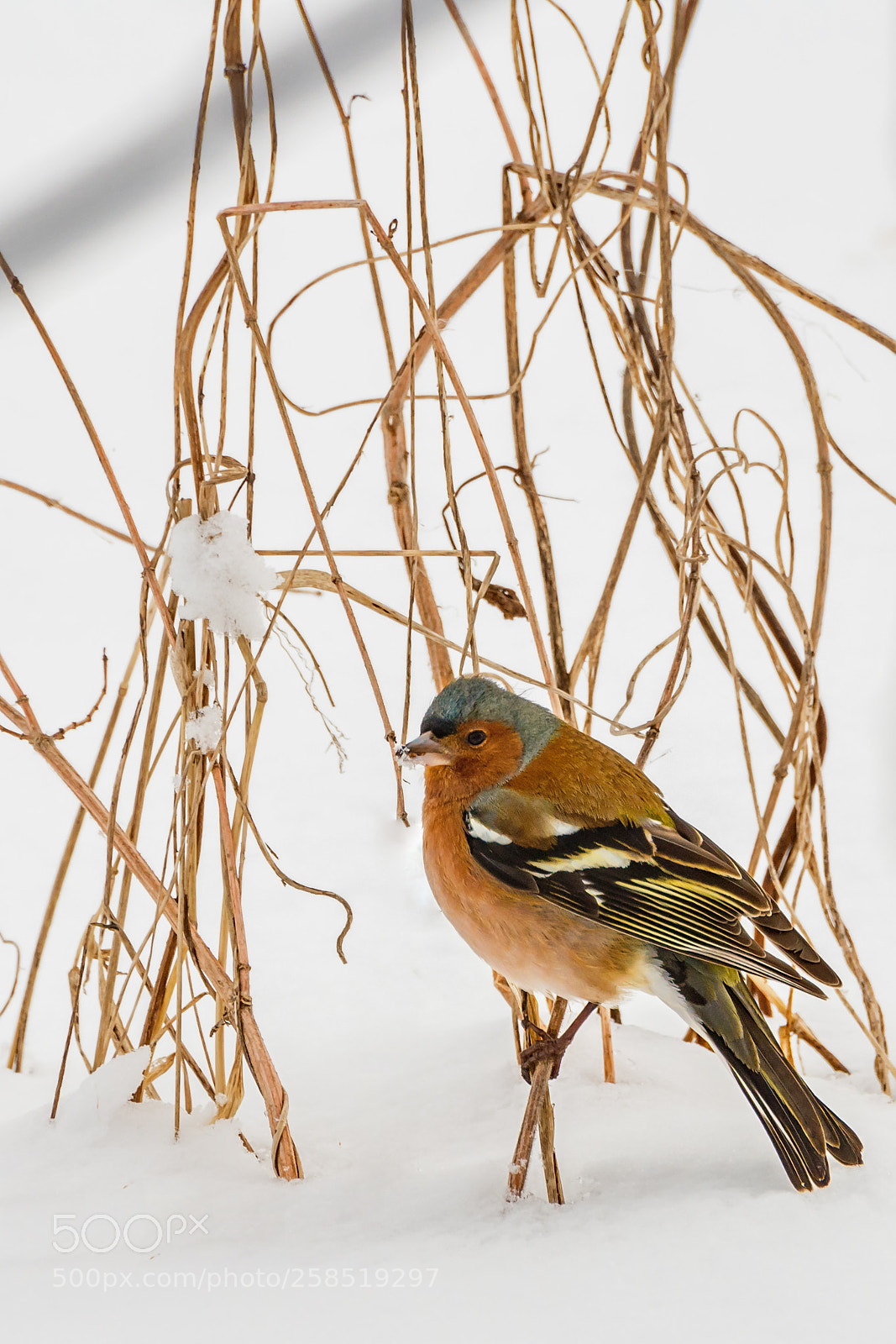 Nikon D7200 sample photo. A beautiful finch photography