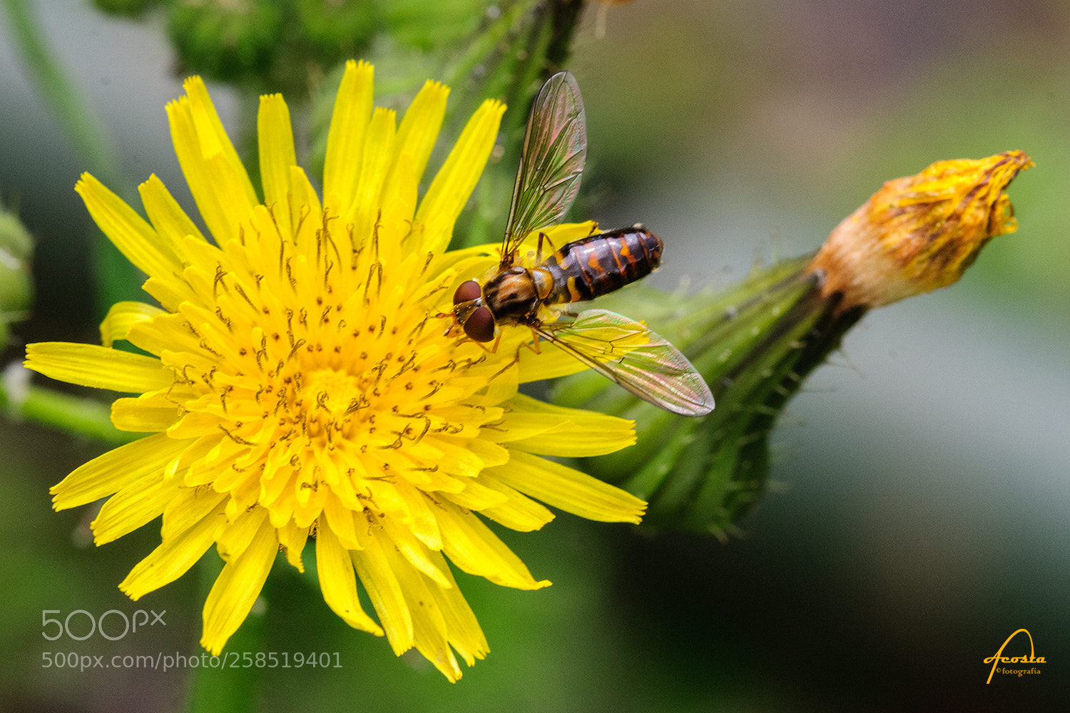 Nikon D300S sample photo. Insect 2 photography