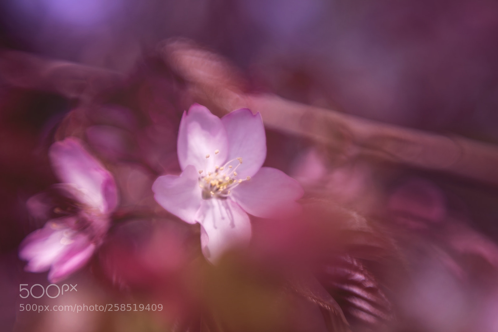 Nikon D750 sample photo. Sakura photography