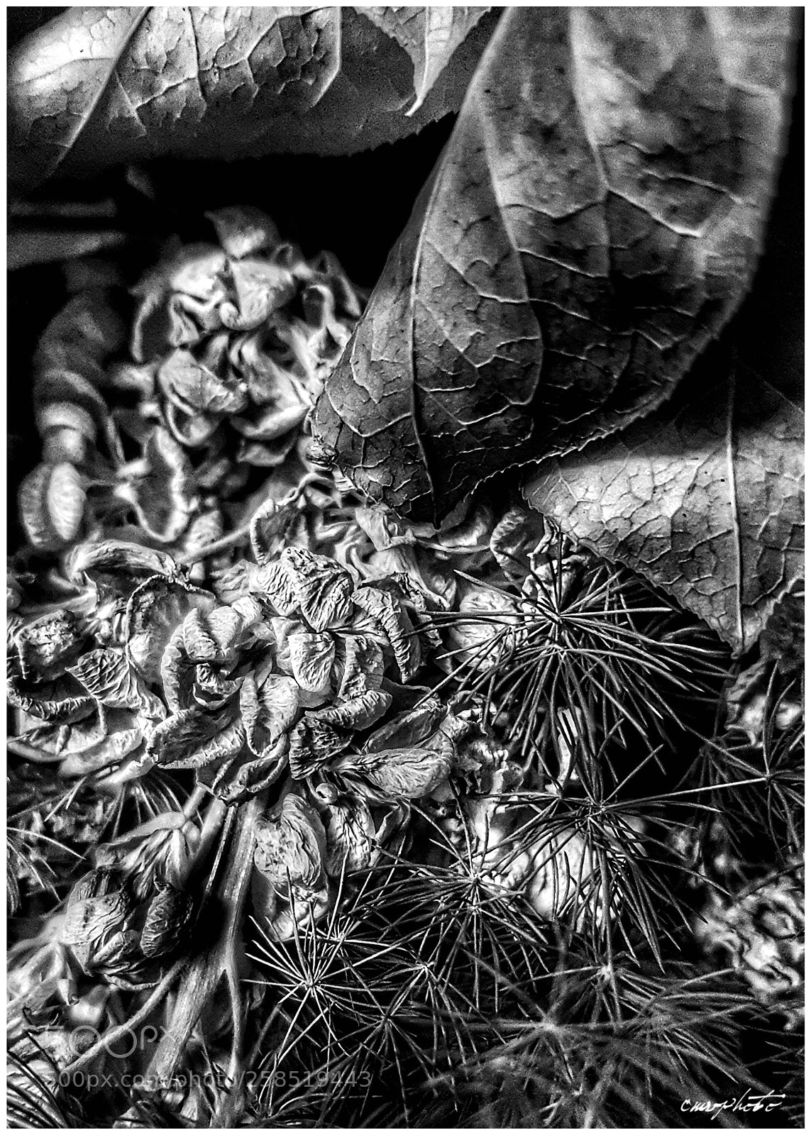 Samsung Galaxy S6 sample photo. Still life 3 photography
