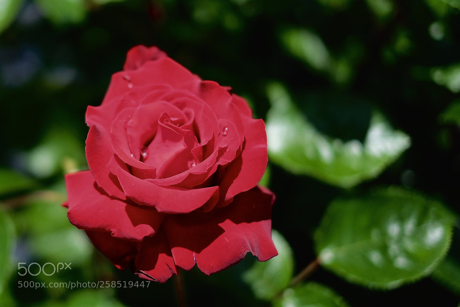 Fujifilm X-T1 sample photo. In season photography