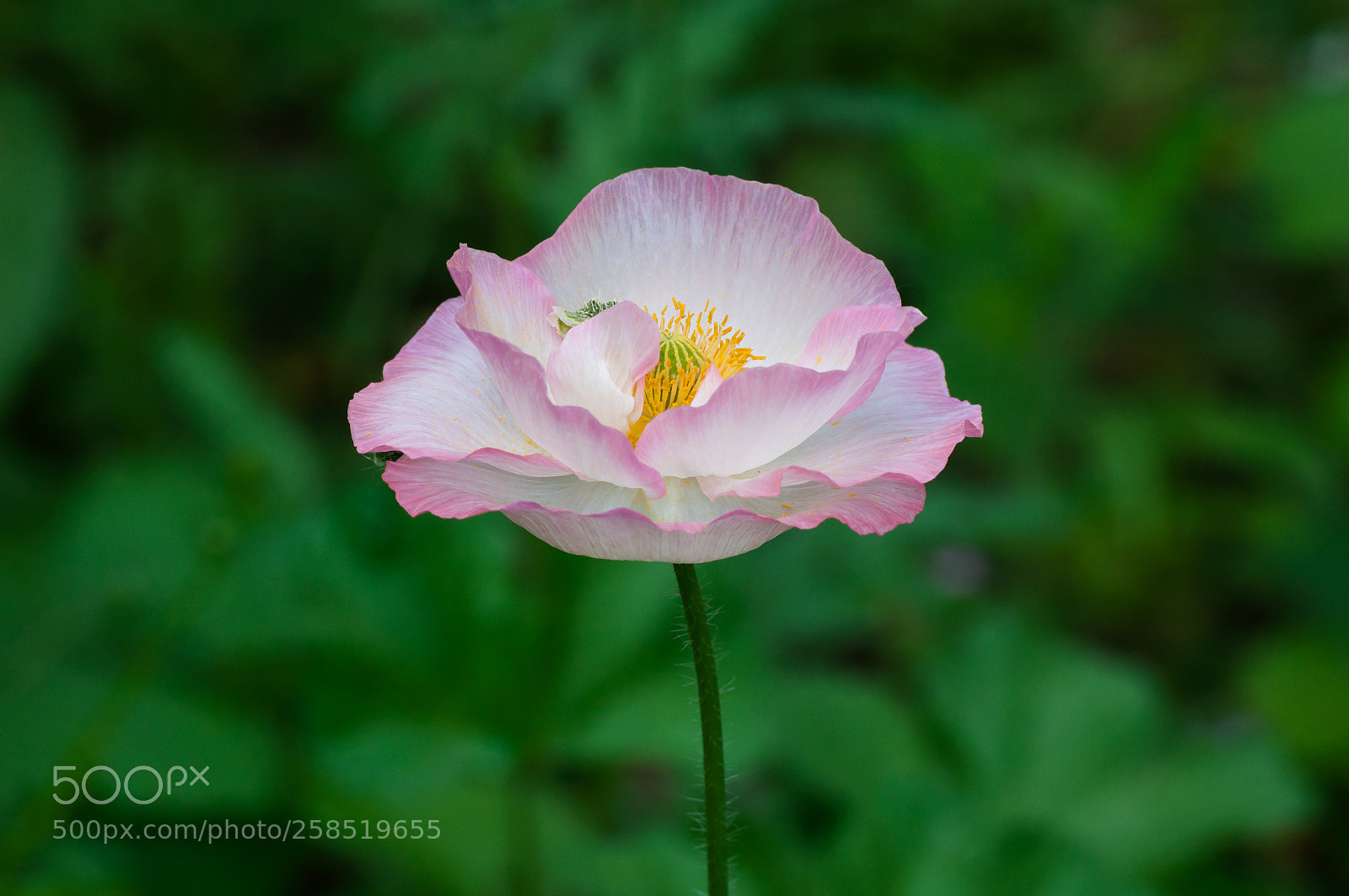 Nikon D90 sample photo. Papaver somniferum photography