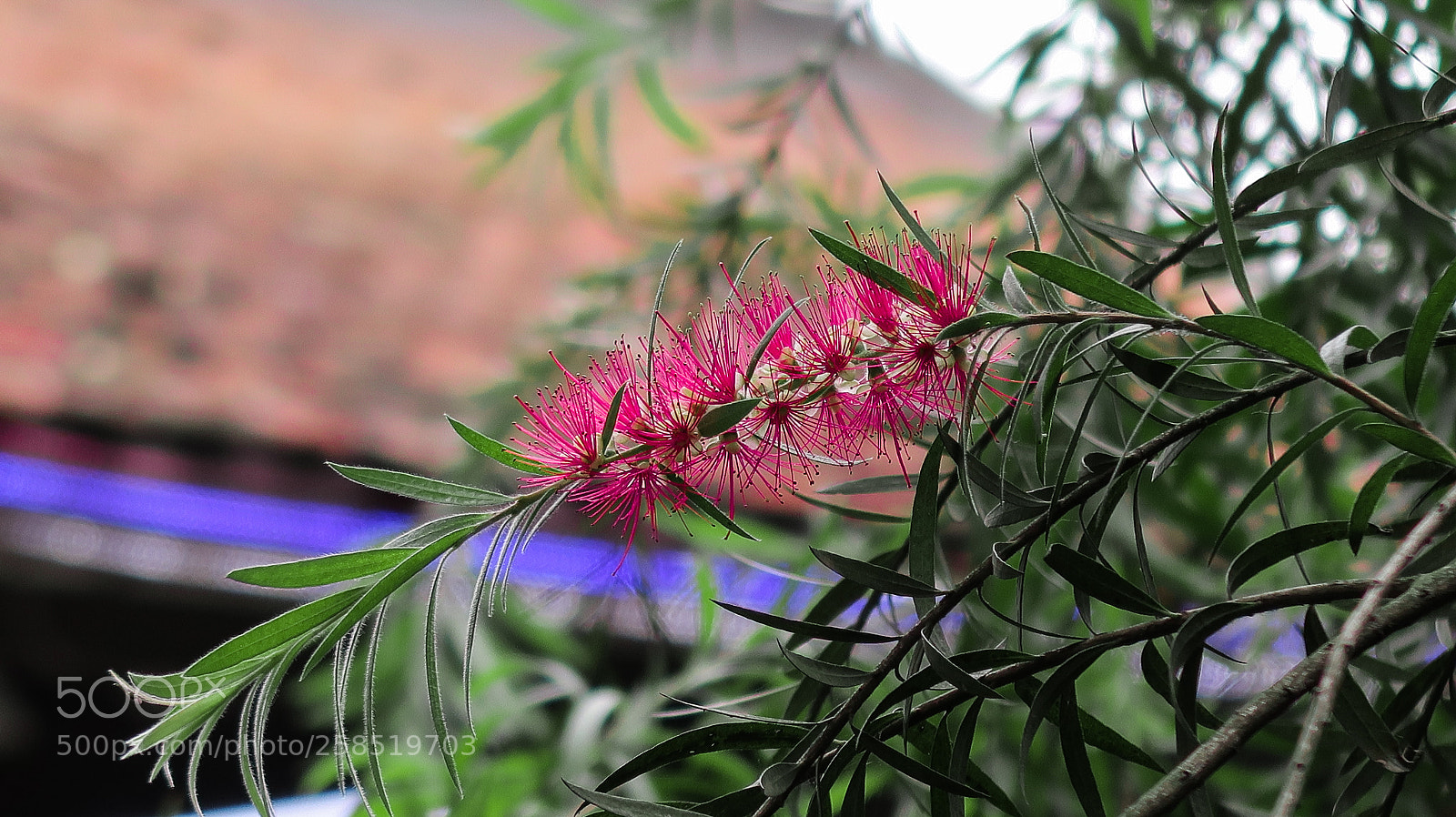 Canon PowerShot G7 X Mark II sample photo. Img photography