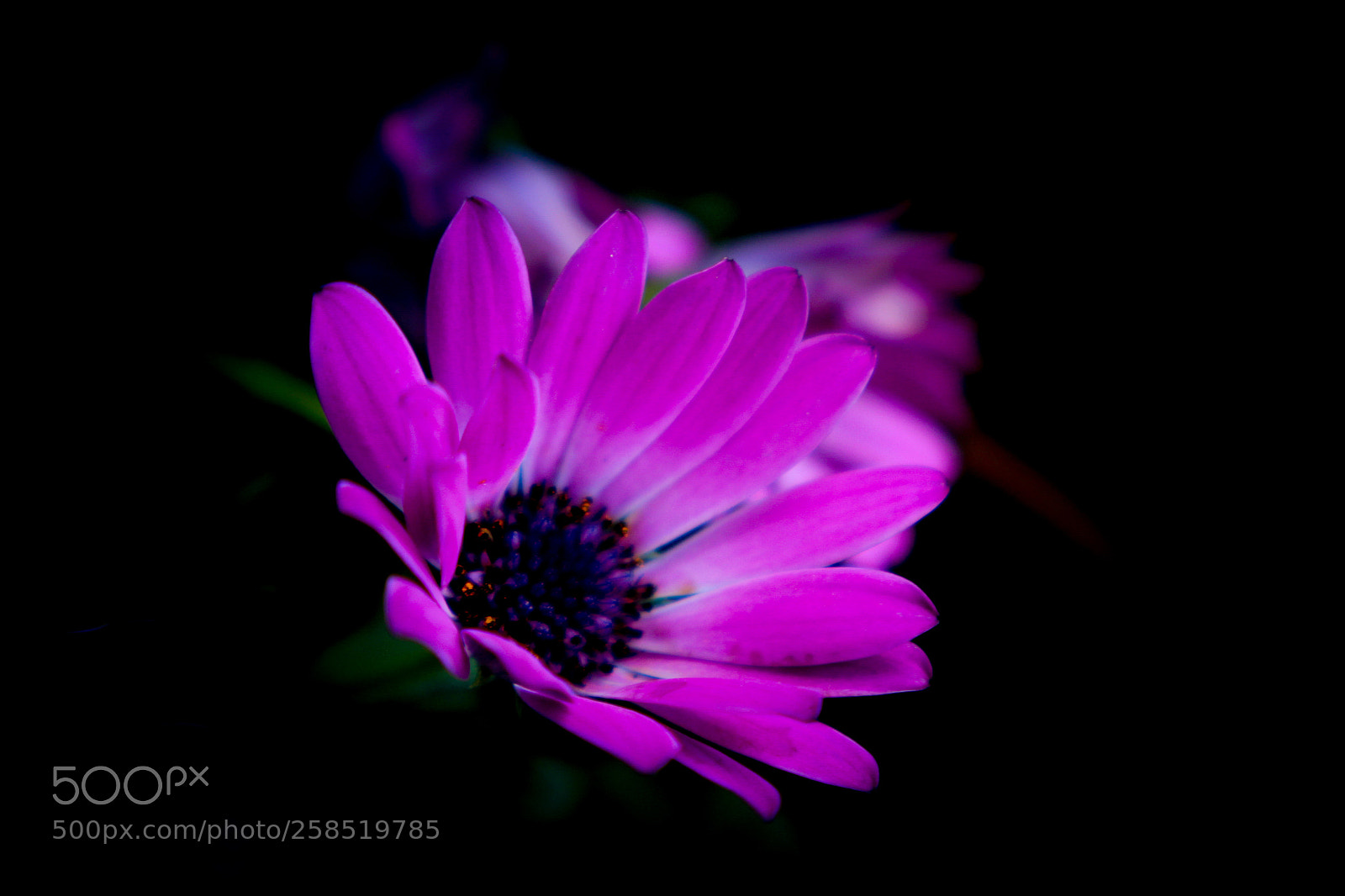 Canon EOS 1300D (EOS Rebel T6 / EOS Kiss X80) sample photo. Purple flower photography