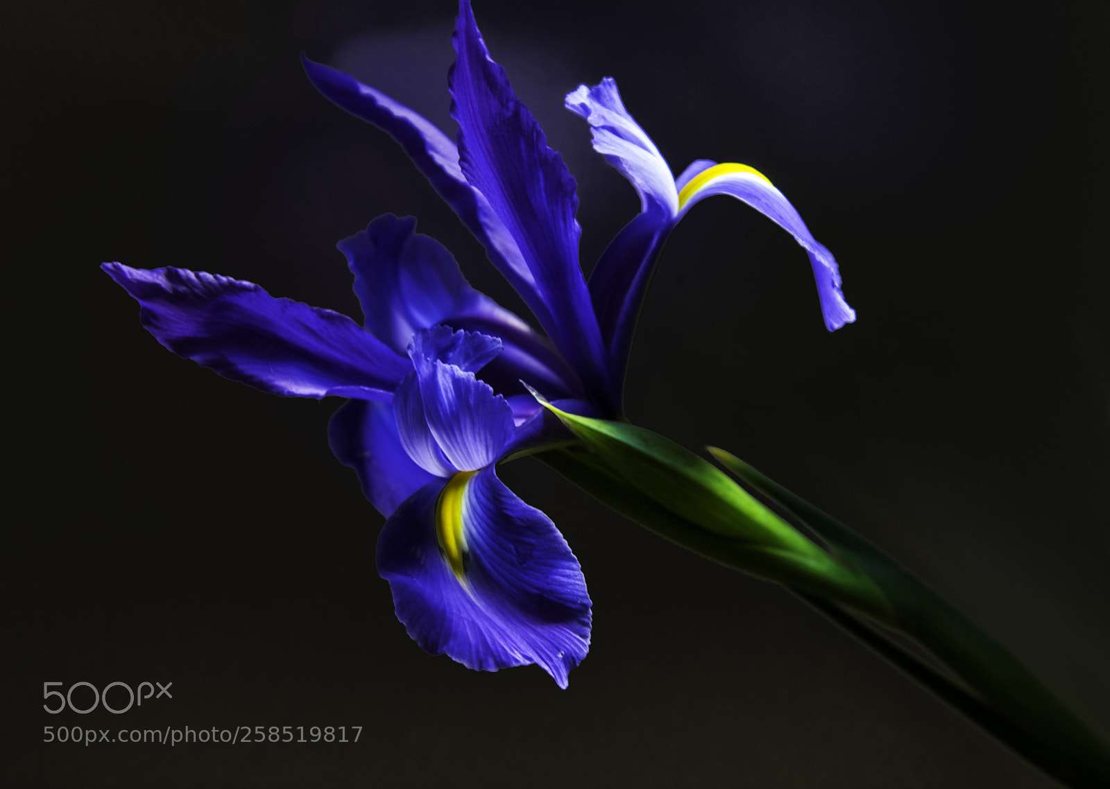 Nikon D5300 sample photo. Iris in the dark photography
