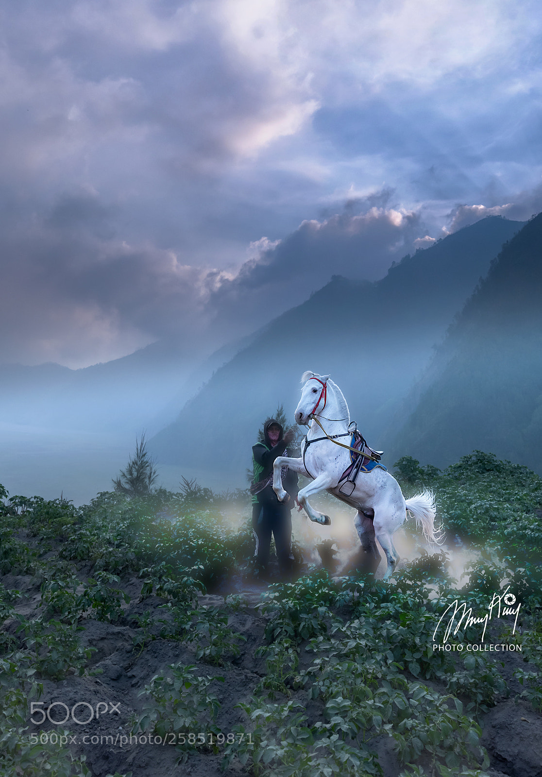 Nikon D850 sample photo. White horse photography