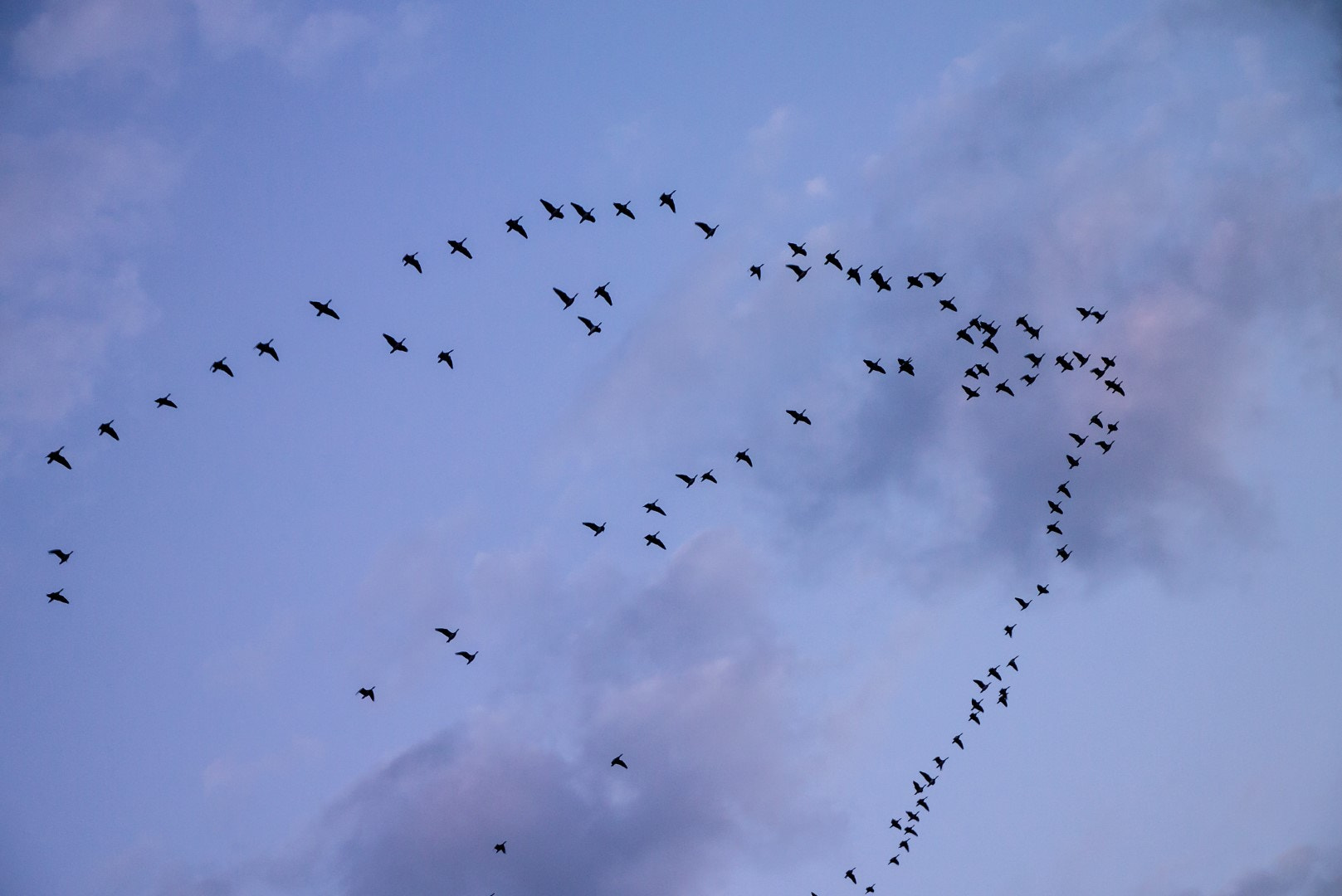 Panasonic Lumix DMC-GX1 sample photo. Early morning birds     晨鸟 photography