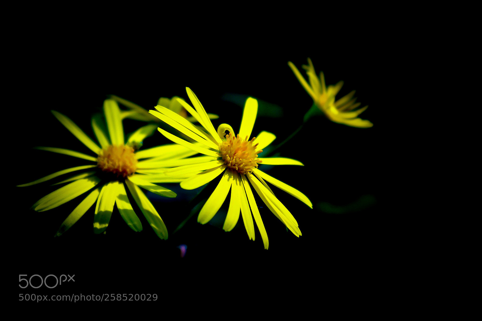 Canon EOS 1300D (EOS Rebel T6 / EOS Kiss X80) sample photo. Yellow flowers photography