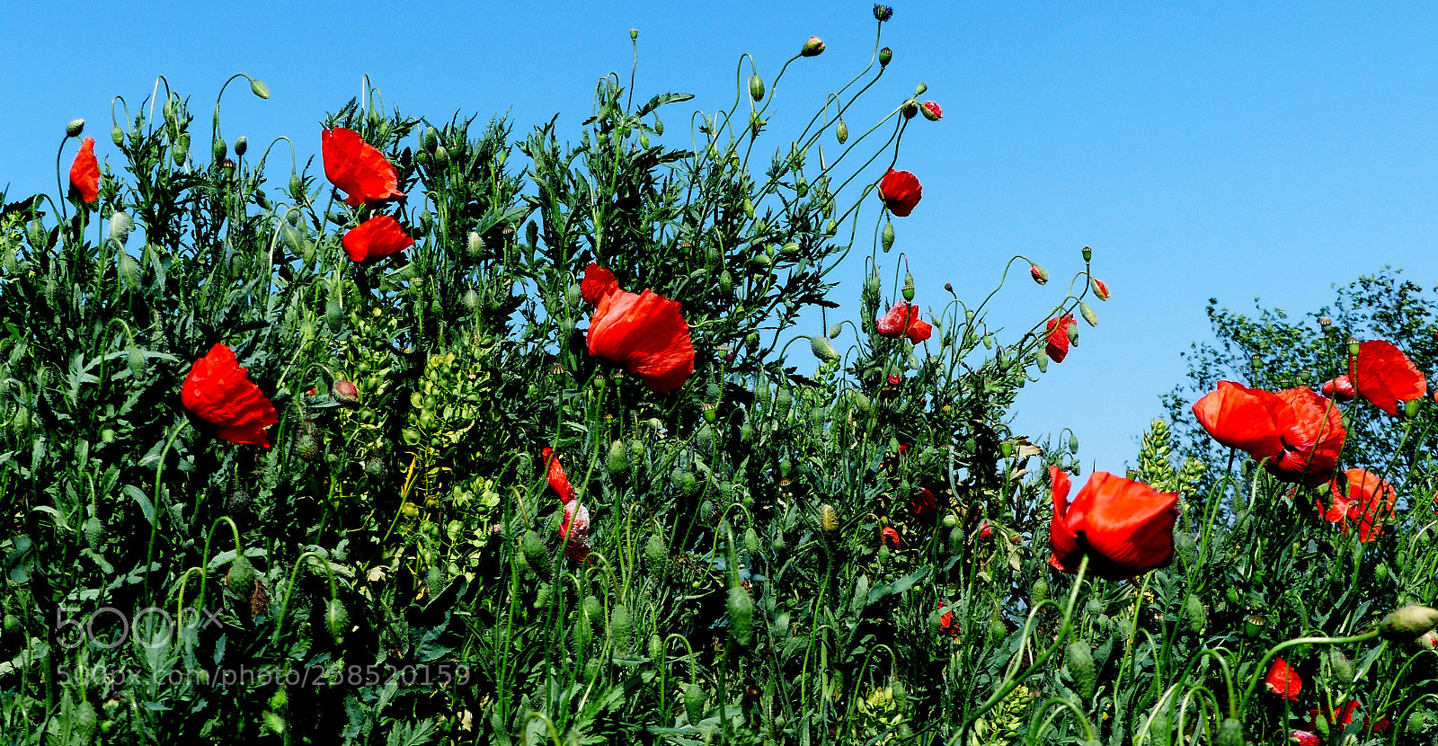 Panasonic Lumix DMC-FZ200 sample photo. Poppies. photography