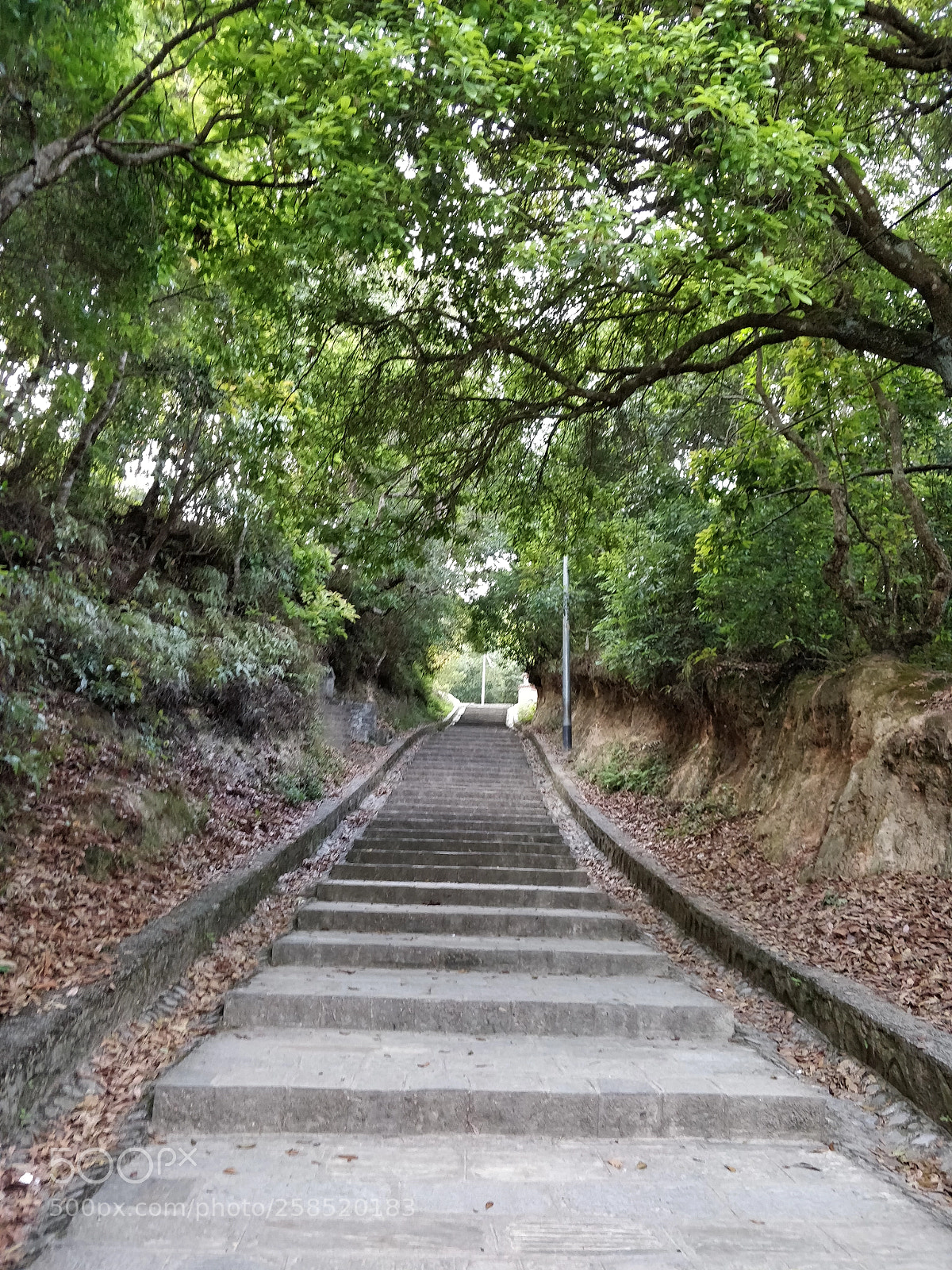 OnePlus 5T sample photo. "lonely path" photography