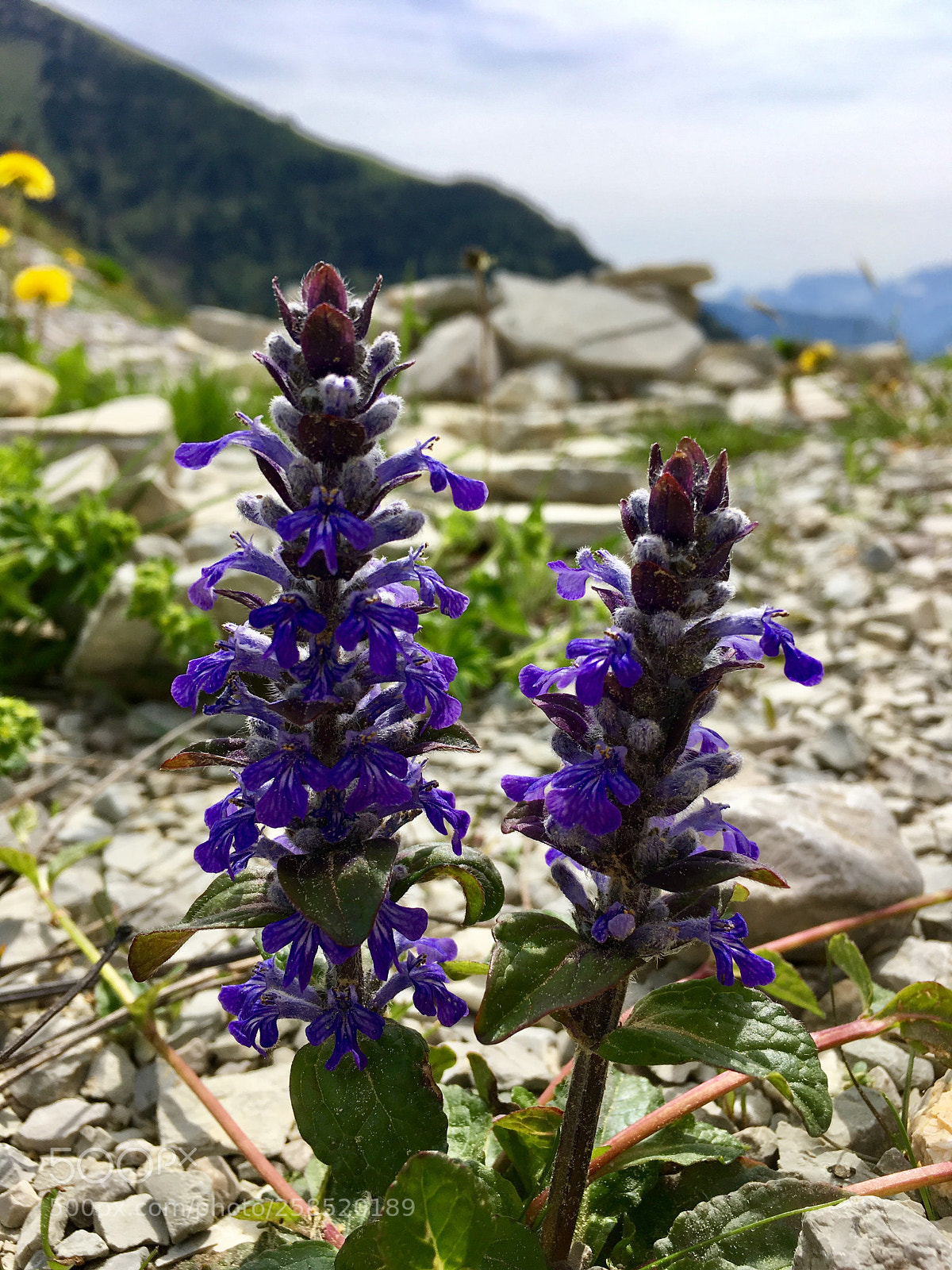 Apple iPhone SE sample photo. Mountain flower photography