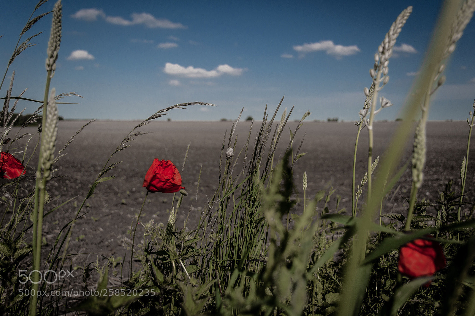 Nikon D5000 sample photo. Poppies photography