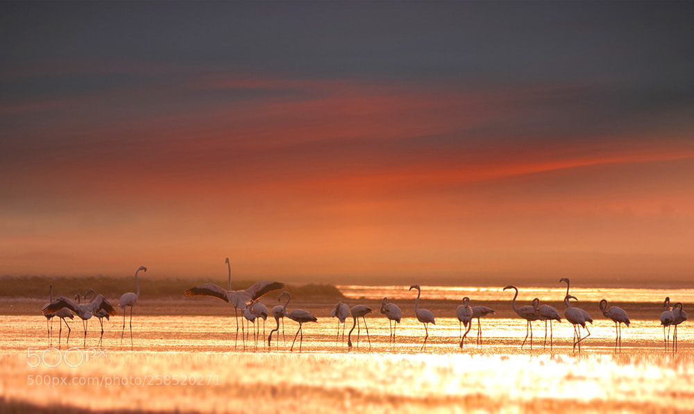 Canon EOS 40D sample photo. Flamingos at sunset in photography