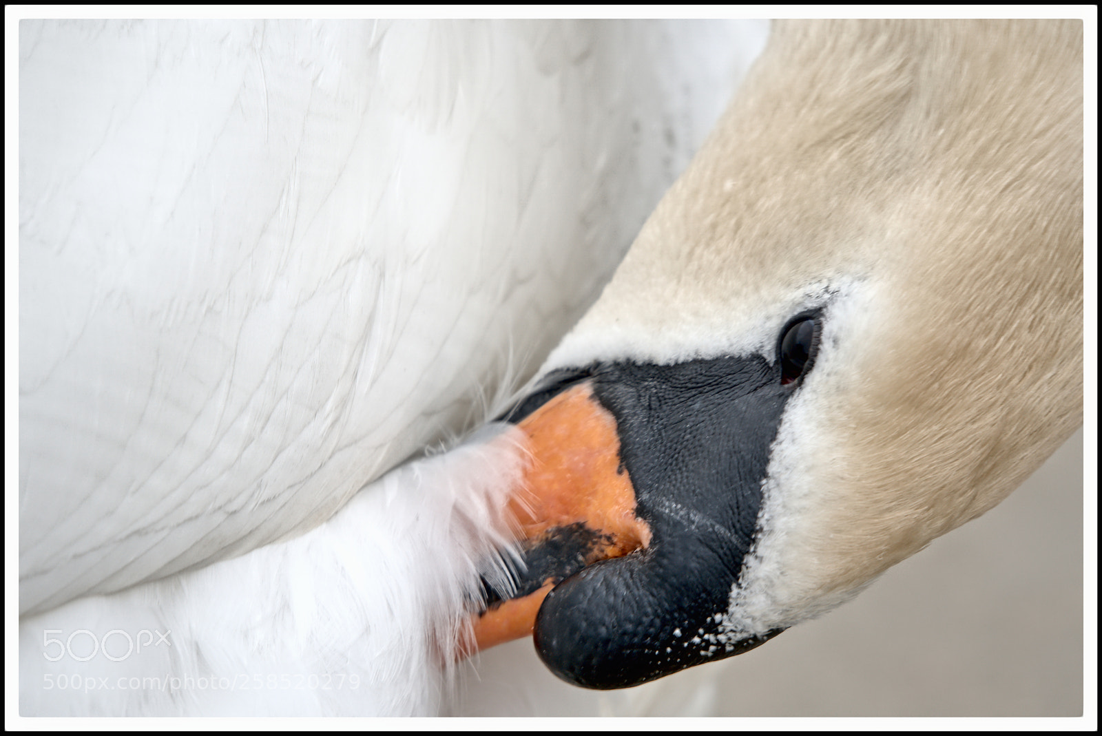 Sony a6300 sample photo. Mute swan feather cleaning photography