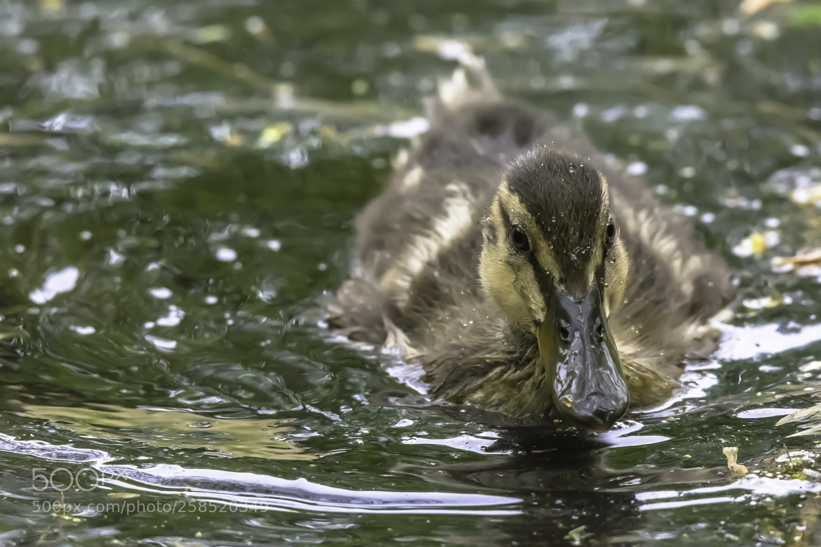 Nikon D7200 sample photo. Cute duckling photography