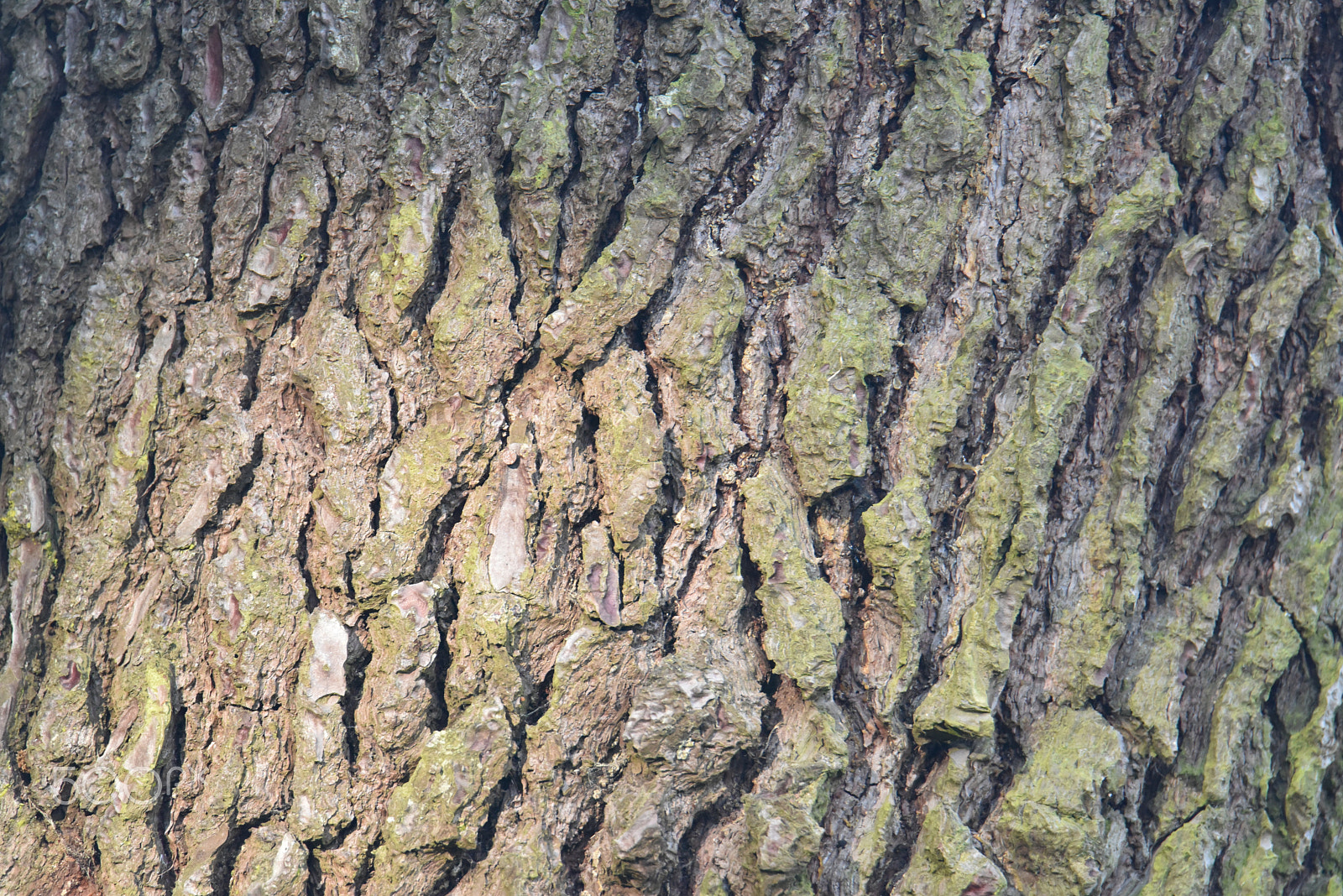 Nikon D810 sample photo. Bark photography