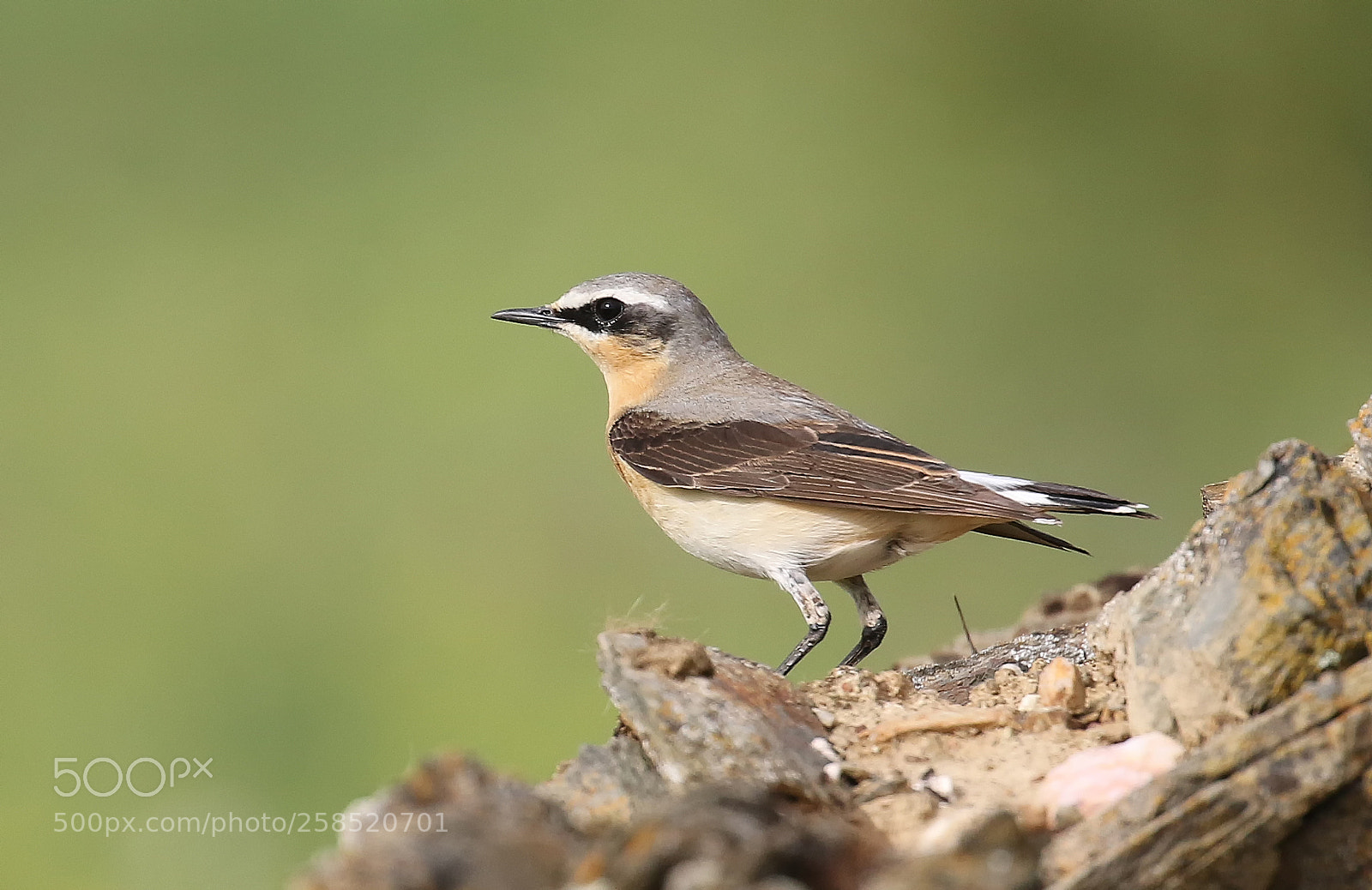 Canon EOS 7D Mark II sample photo. Wheatear photography