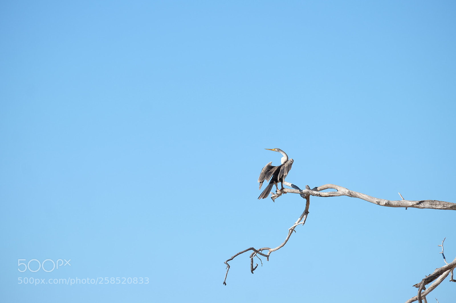 Fujifilm X-M1 sample photo. Darter enjoying the sun photography
