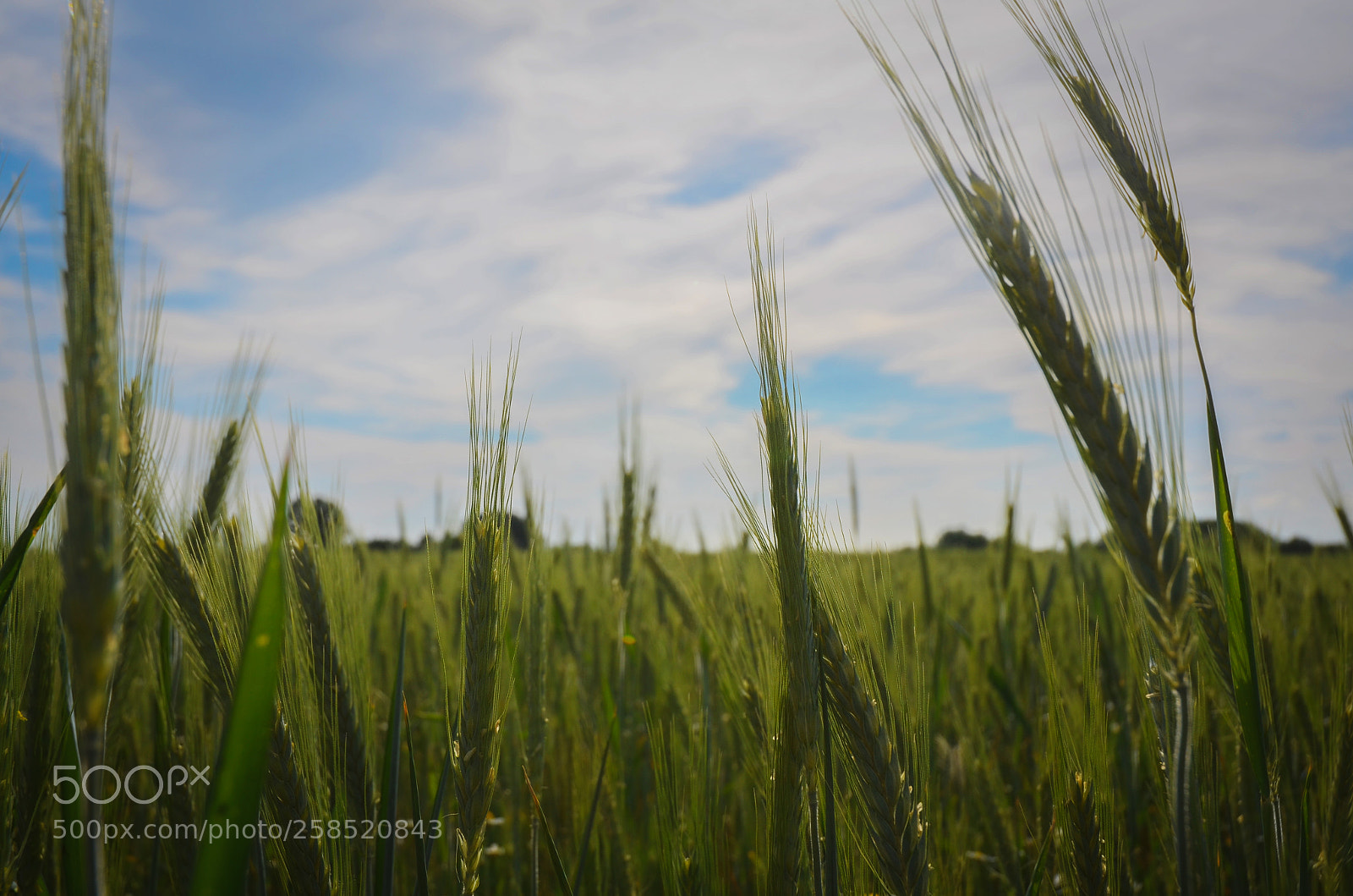 Nikon D5100 sample photo. Wheat photography