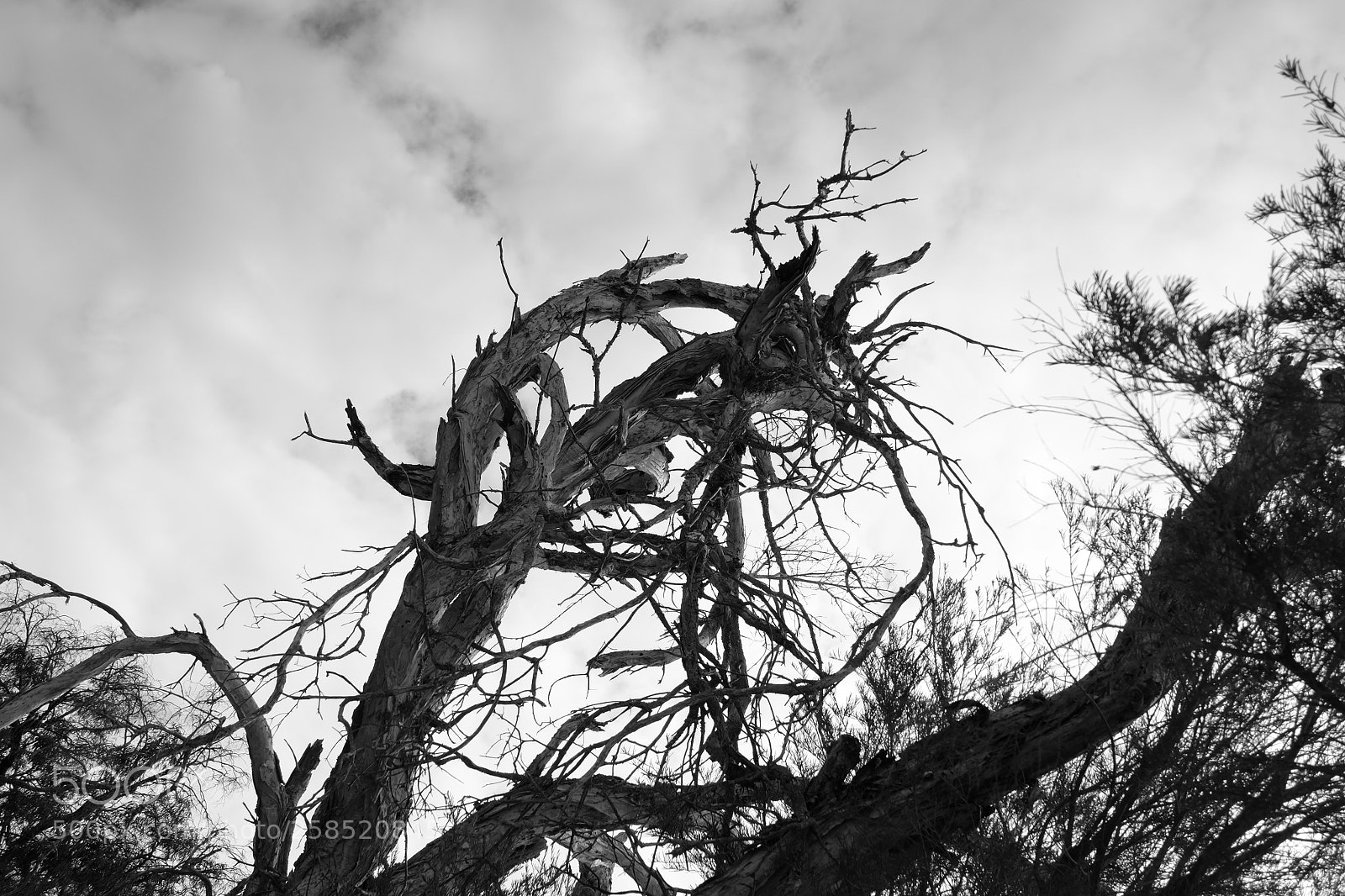 Fujifilm X-M1 sample photo. Tree shaped by his photography