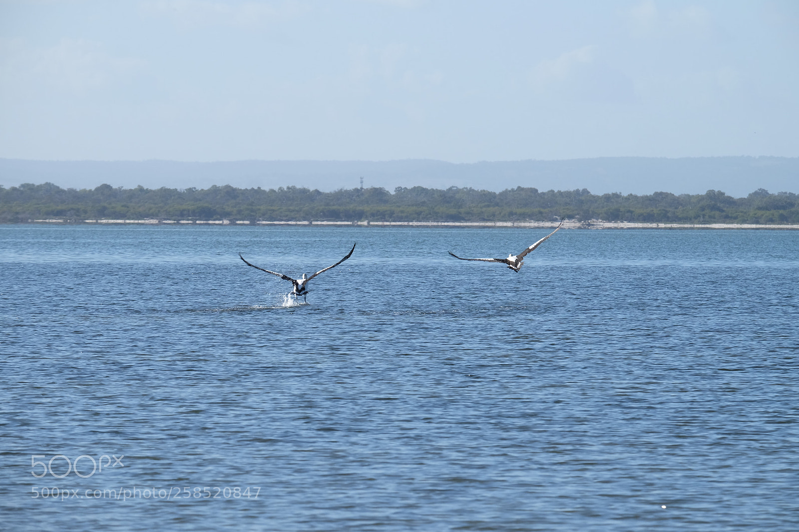 Fujifilm X-M1 sample photo. Pelican flight photography