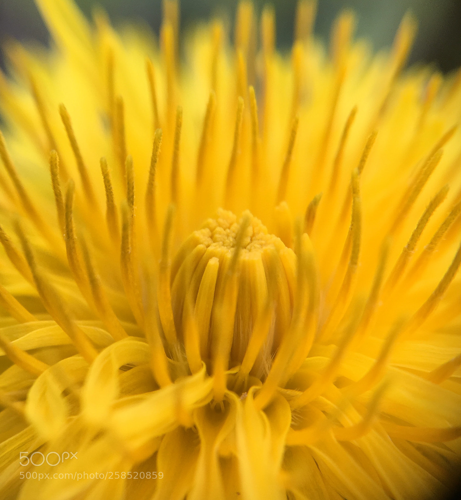 Apple iPhone SE sample photo. Dandelion photography