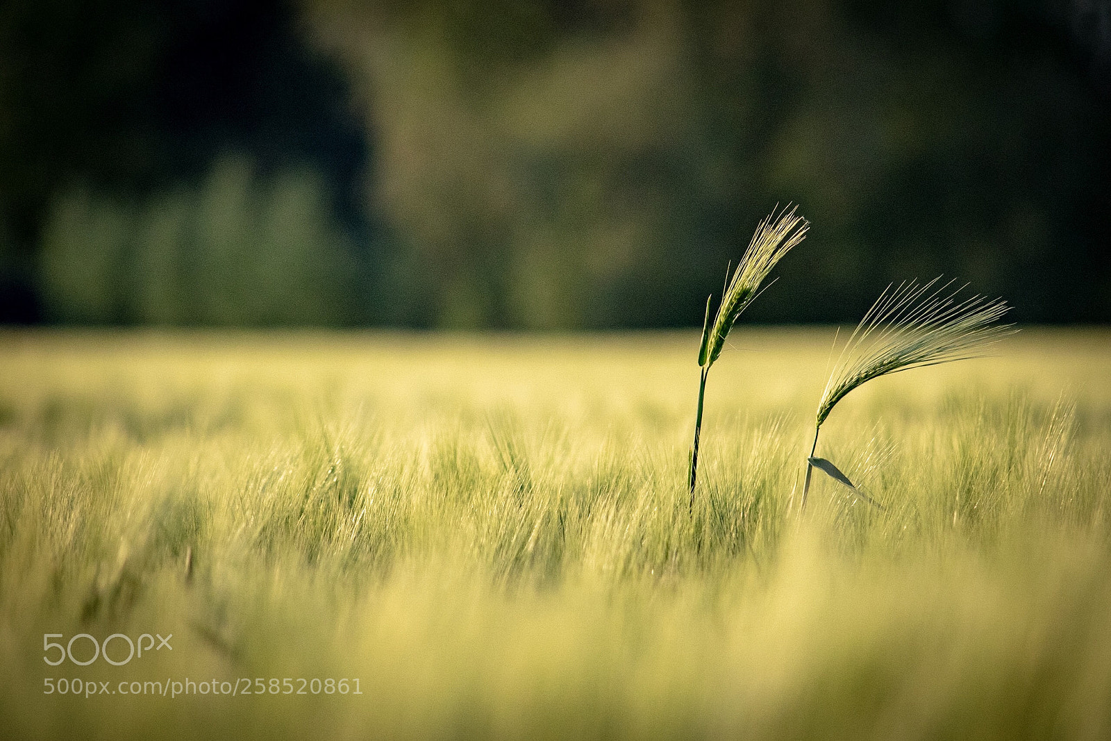 Nikon D5300 sample photo. Dare to be different... photography