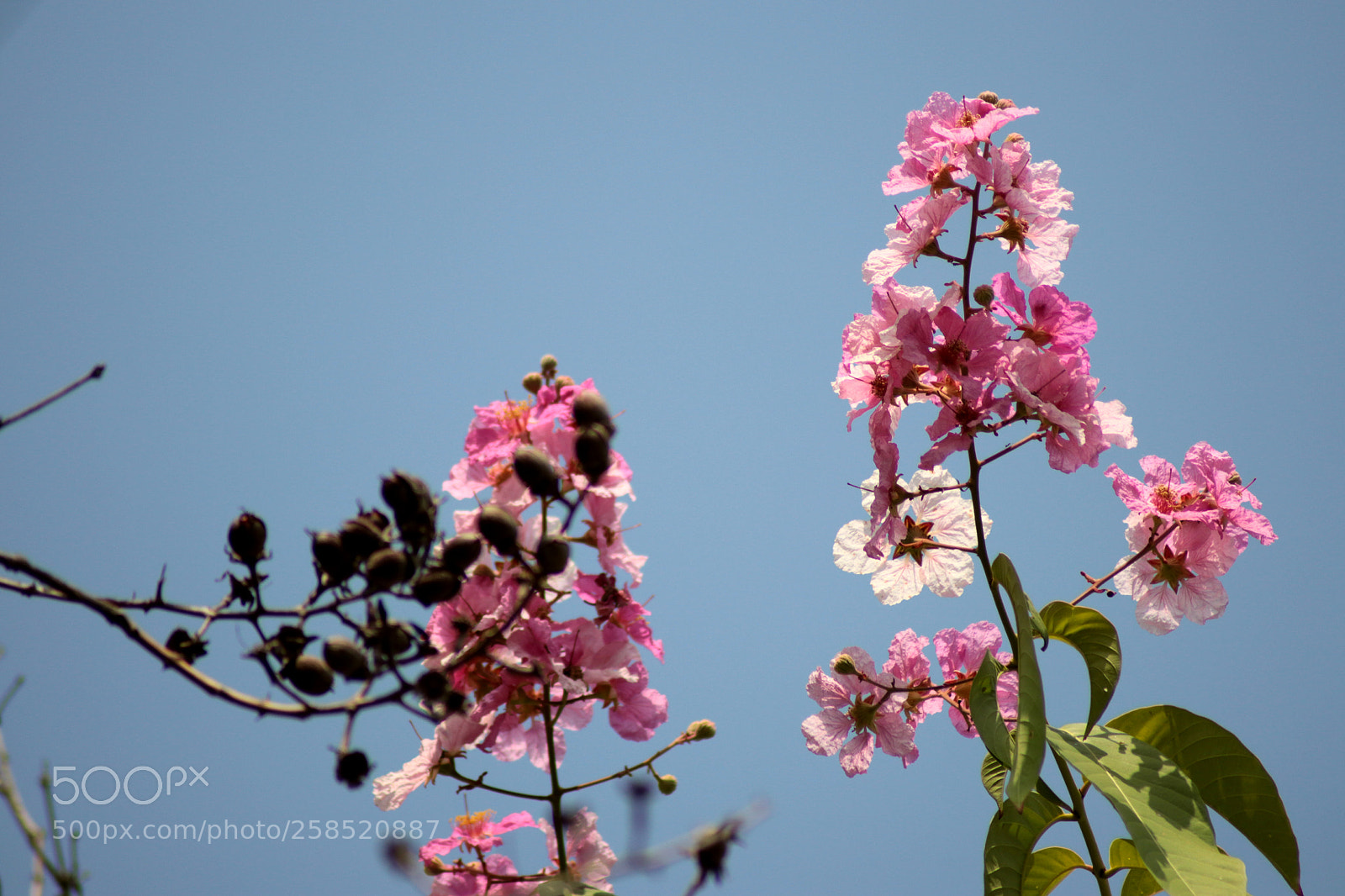 Canon EOS 80D sample photo. The beauty of pink.. photography