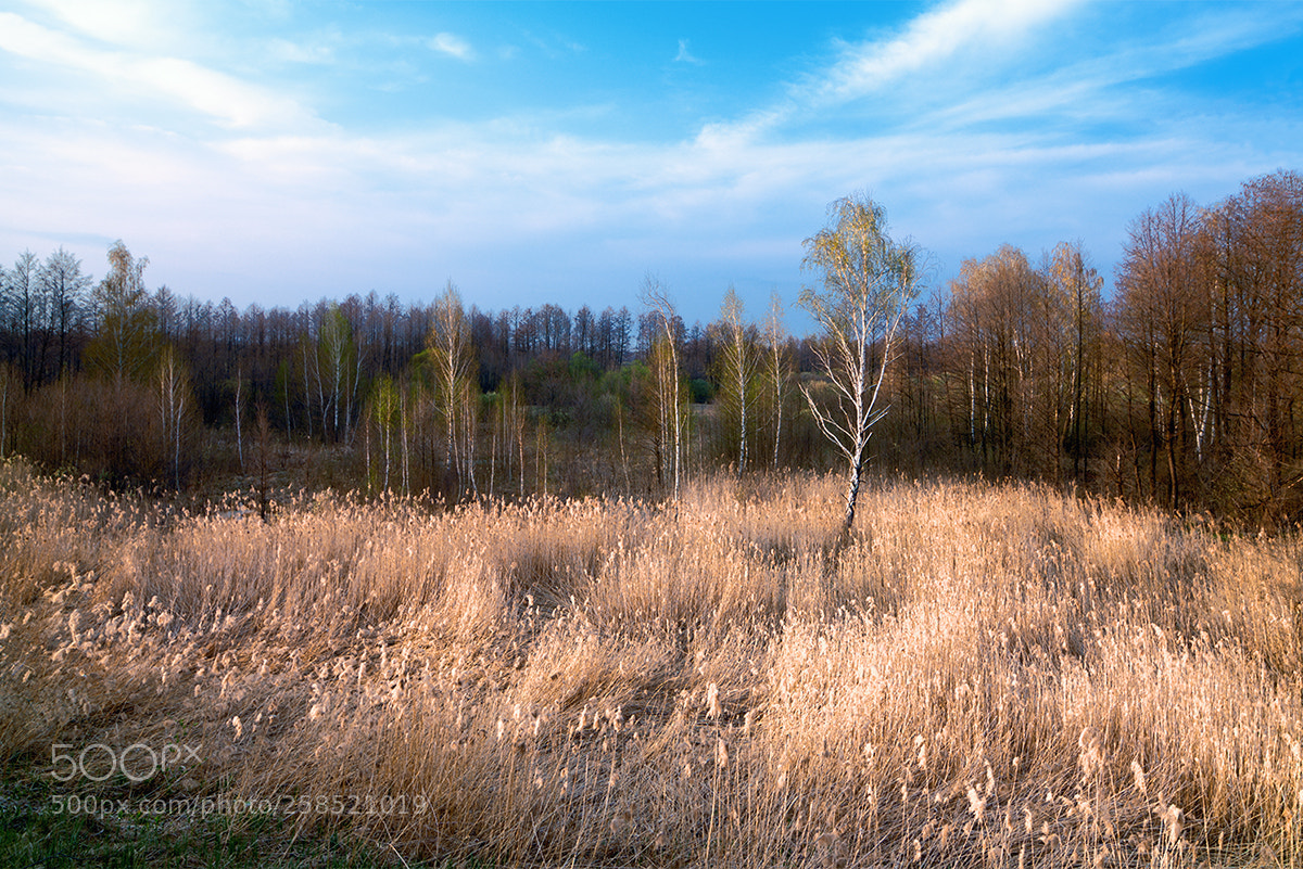 Nikon D850 sample photo. The birth of spring photography