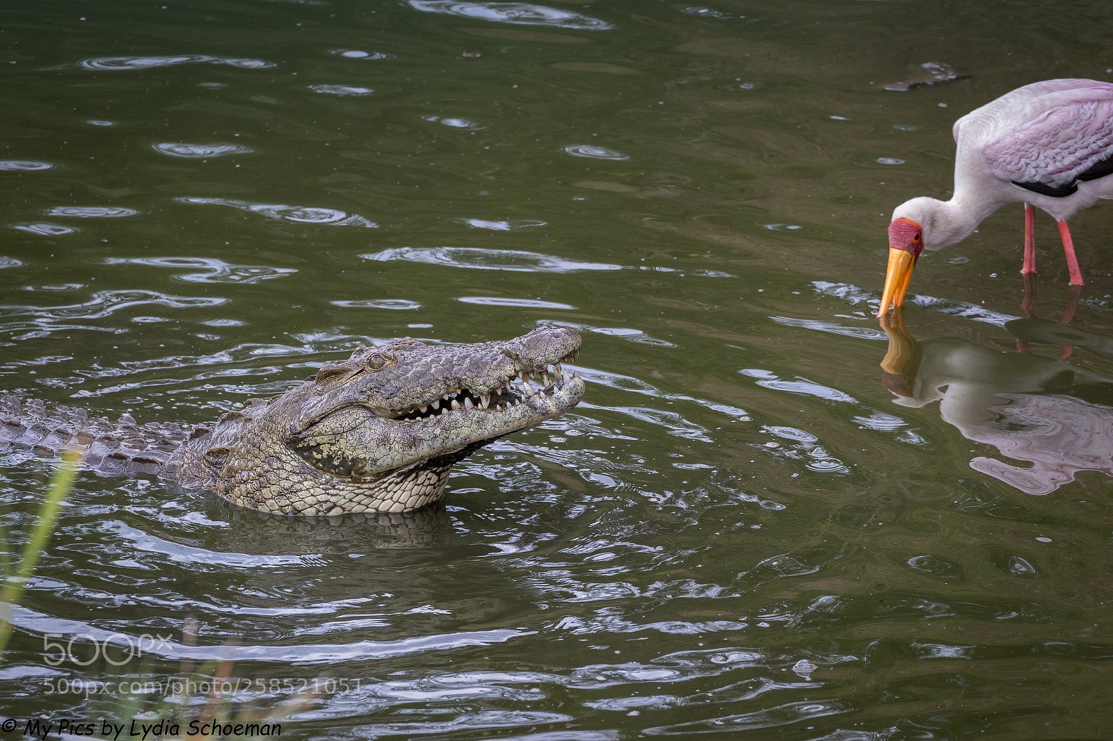 Canon EOS 7D Mark II sample photo. Crocodile  & yellow billed stork photography