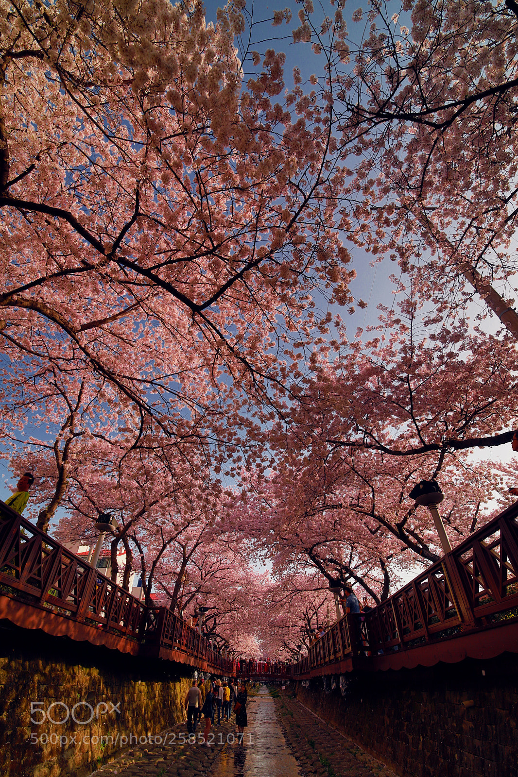 Canon EOS 6D Mark II sample photo. Cherry blossom tunnel photography
