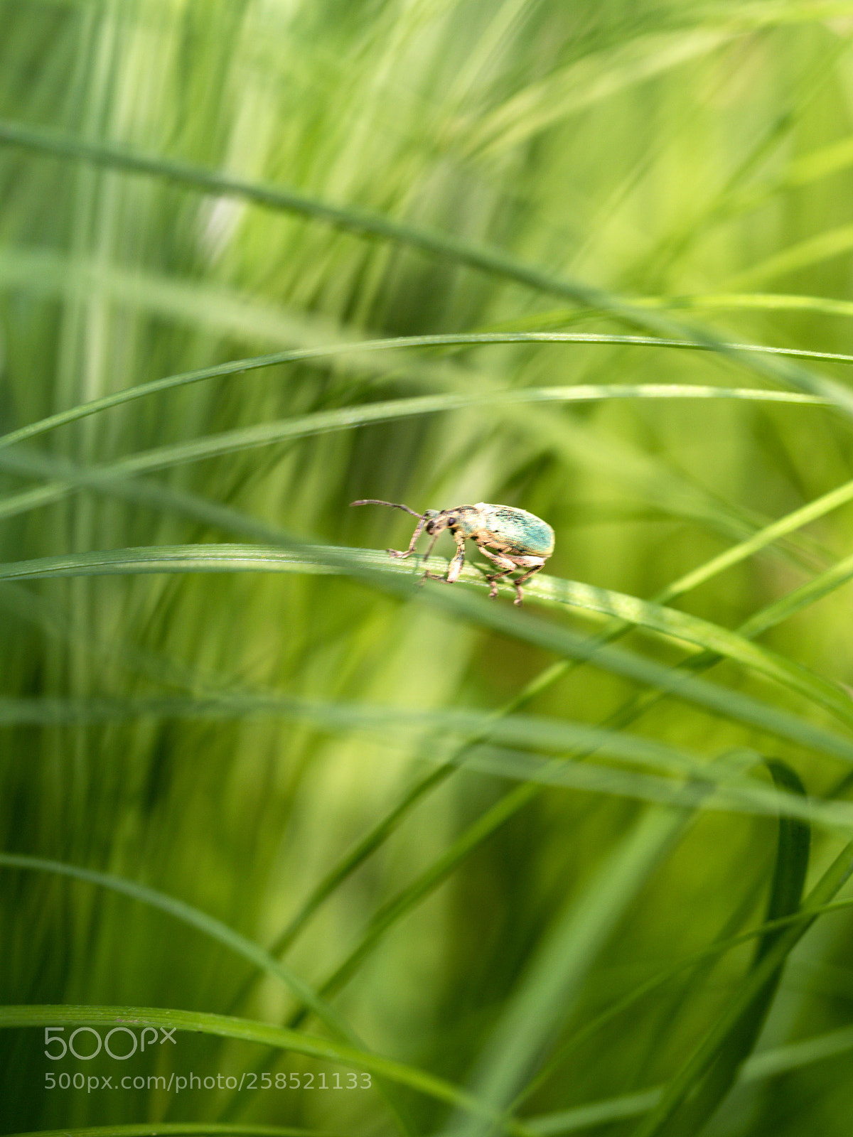 Olympus OM-D E-M5 II sample photo. Weevil photography