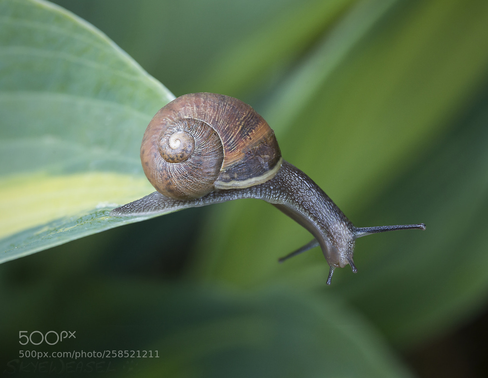 Canon EOS 6D sample photo. Hosta la vista baby photography