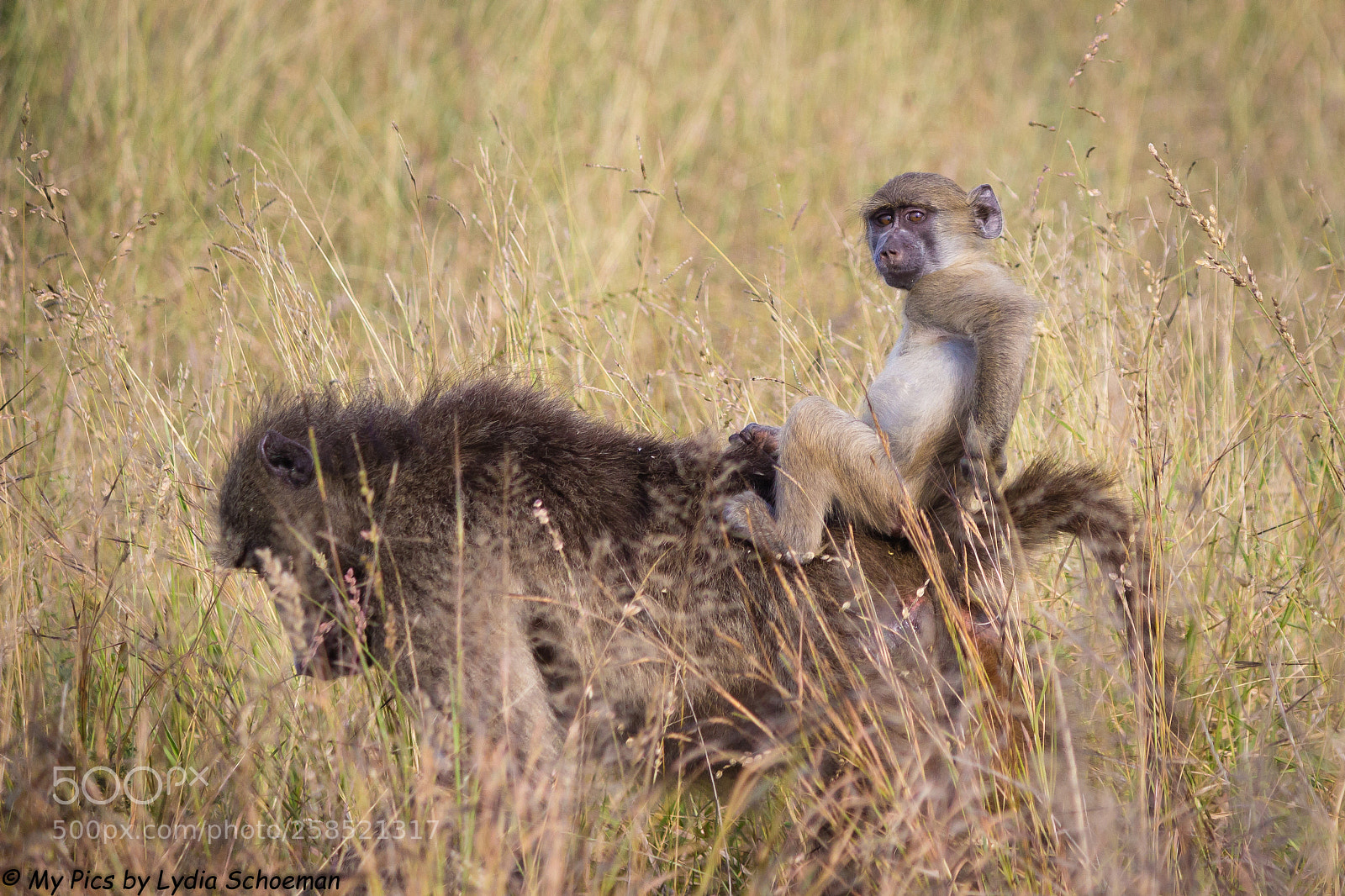 Canon EOS 600D (Rebel EOS T3i / EOS Kiss X5) sample photo. Baboon baby photography