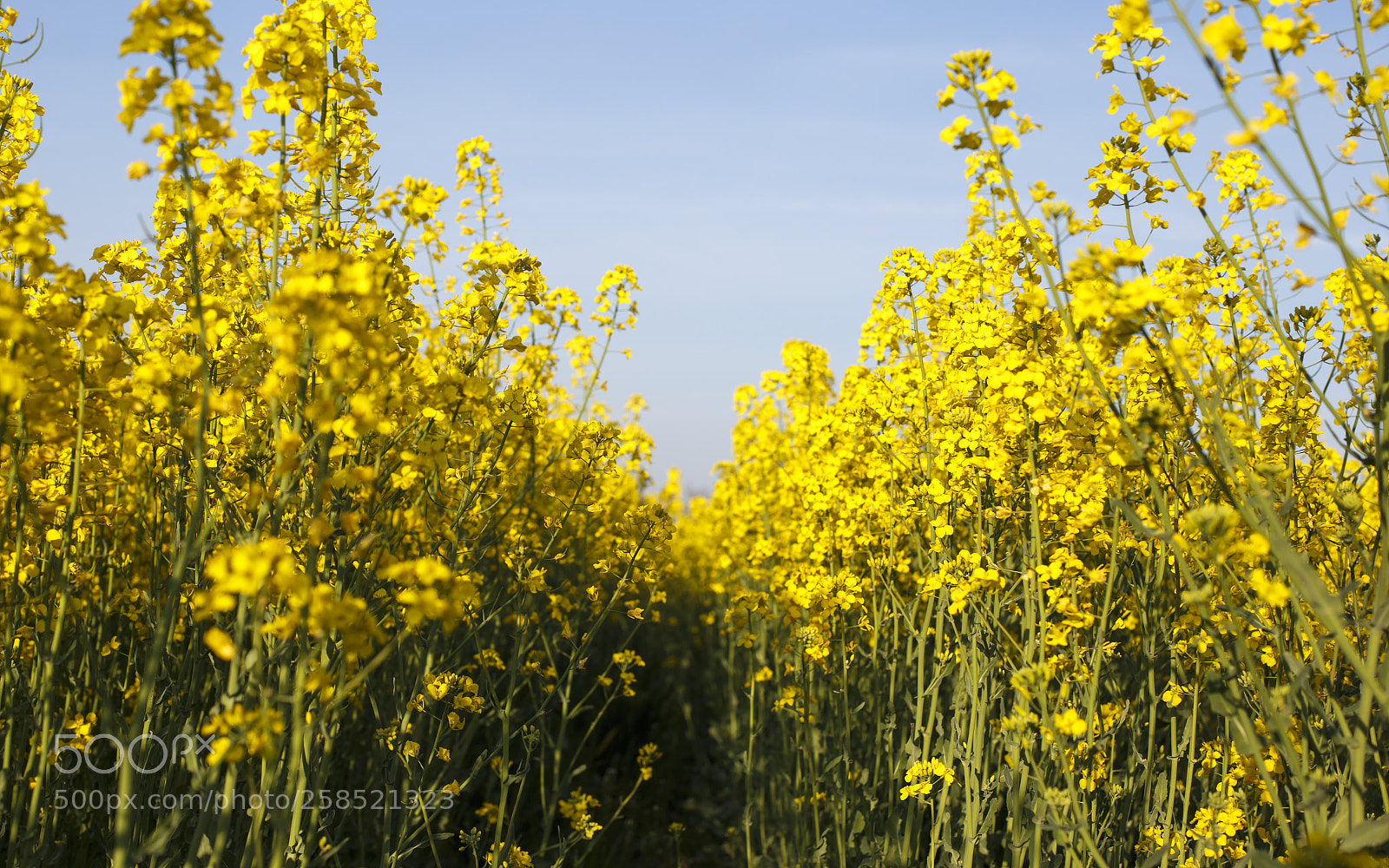 Canon EOS 6D sample photo. Img photography