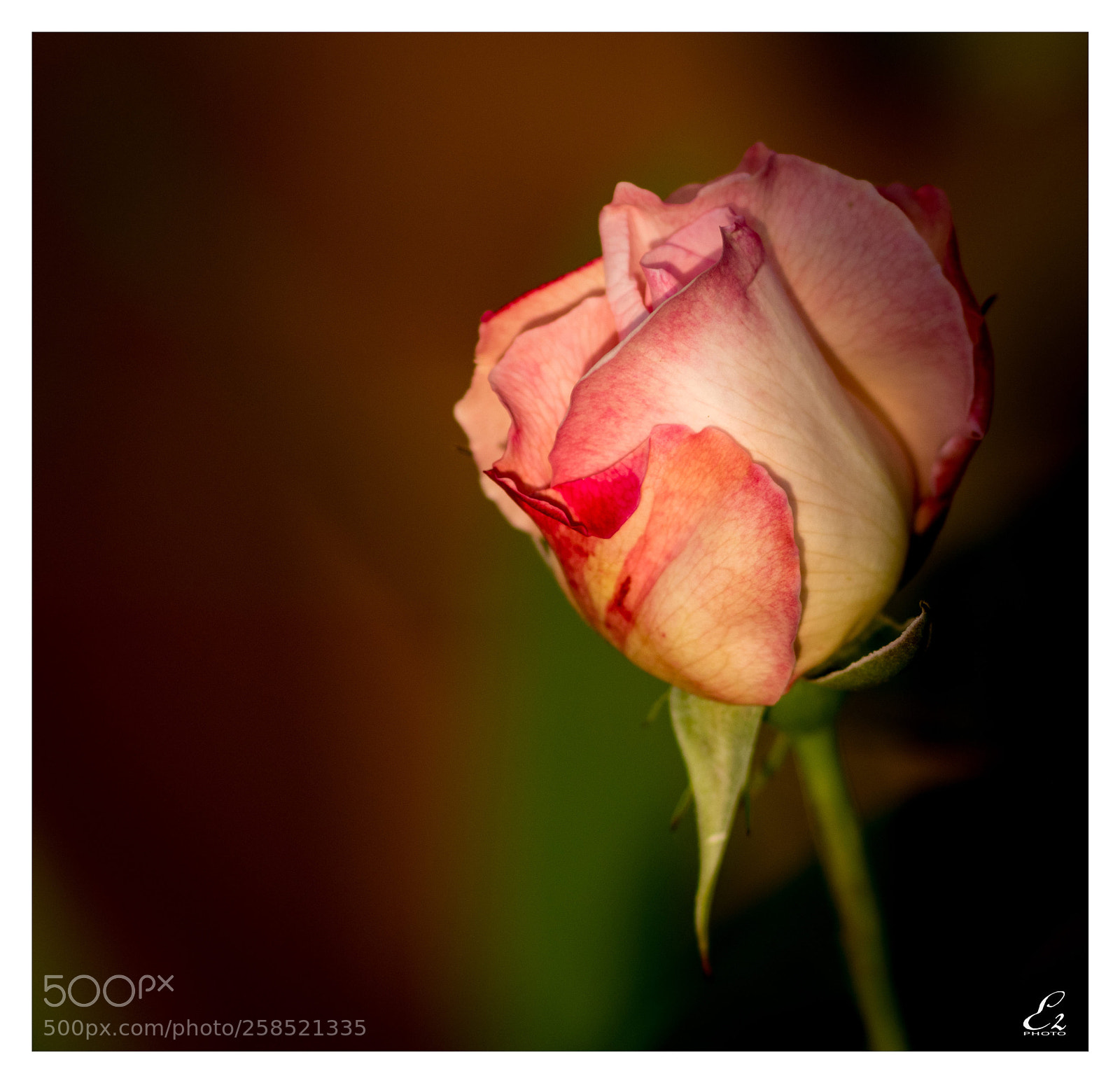 Canon EOS 80D sample photo. Rose photography
