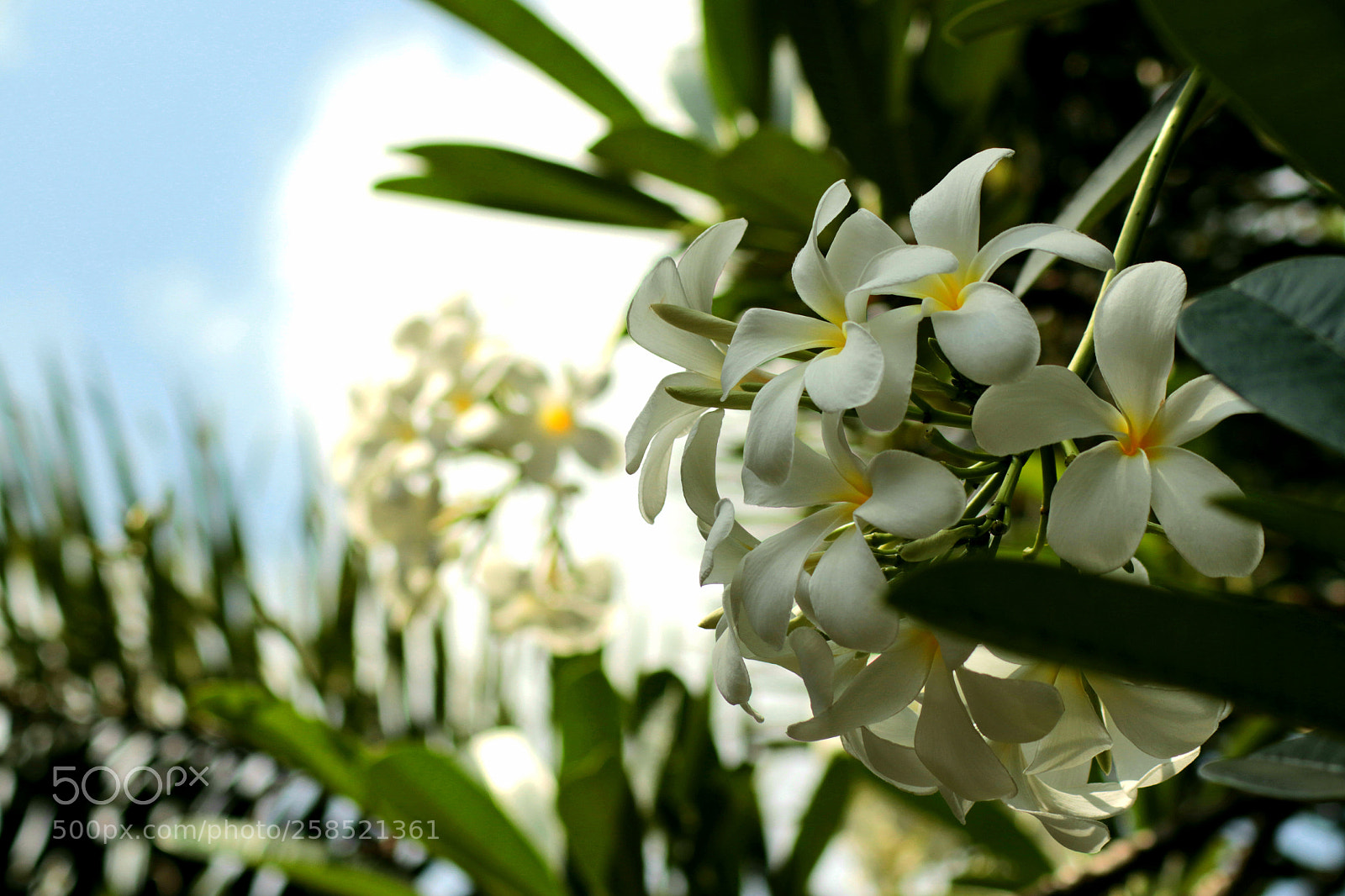 Canon EOS 80D sample photo. White beauties.. photography