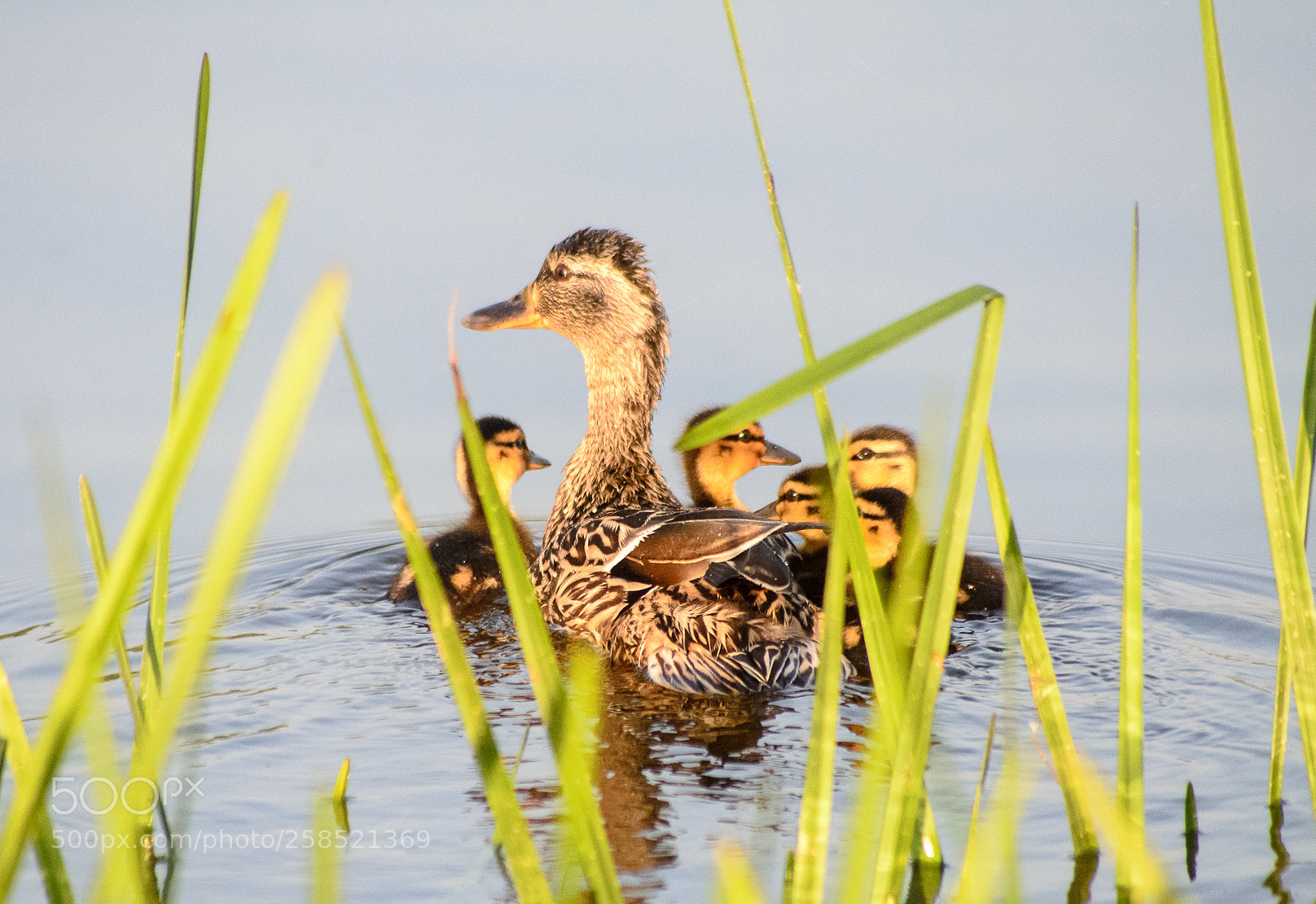 Nikon D7000 sample photo. Chicks photography