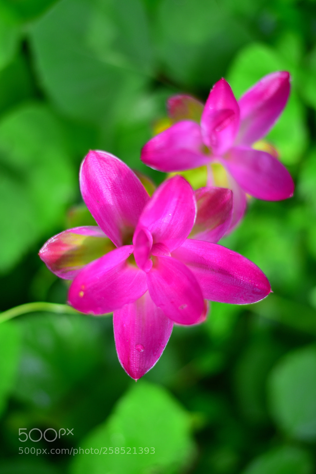 Nikon D810 sample photo. Untitled photography