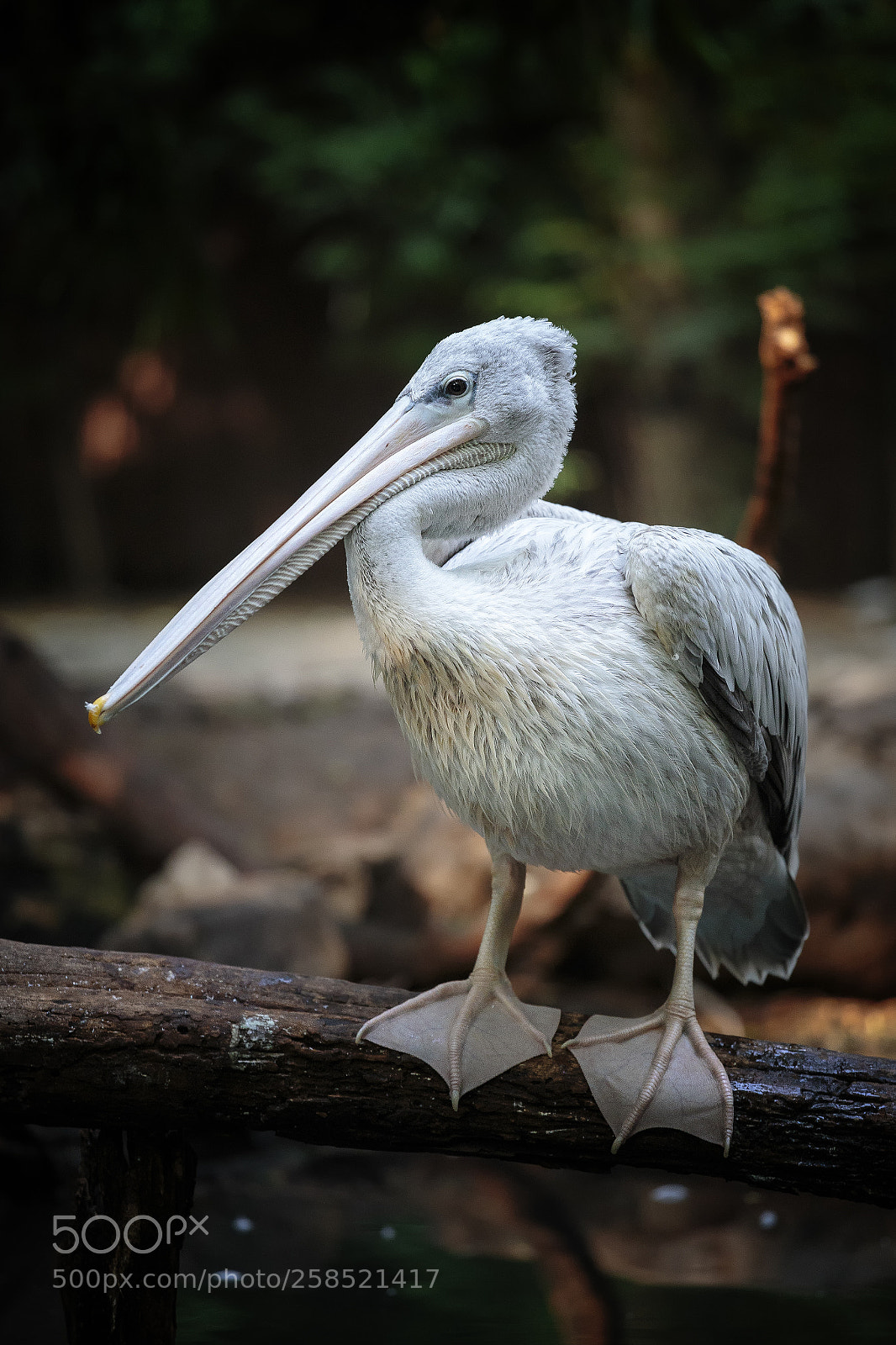 Canon EOS 6D sample photo. Out in the wild photography