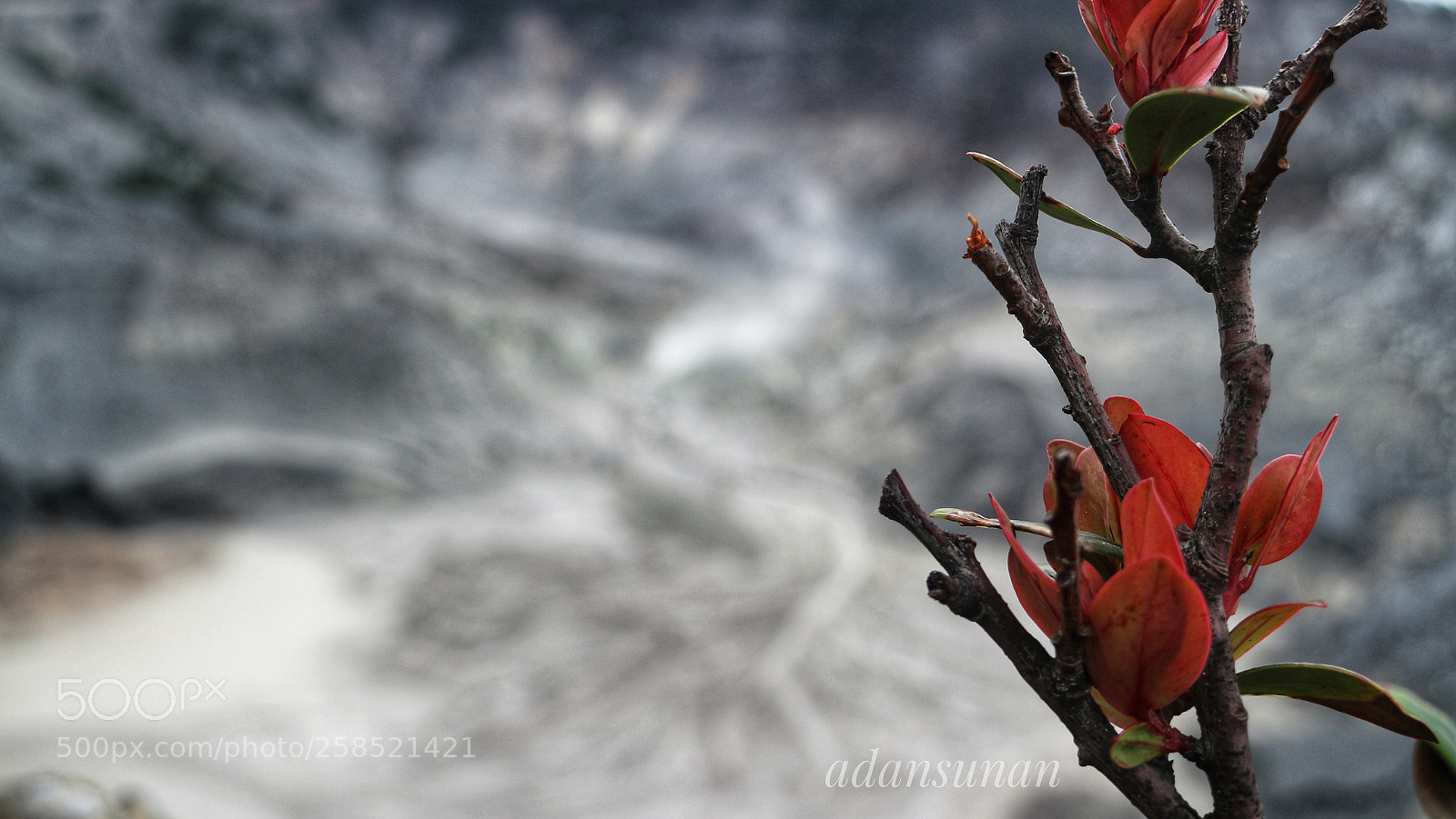 Canon EOS M10 sample photo. Kembang kuatan photography