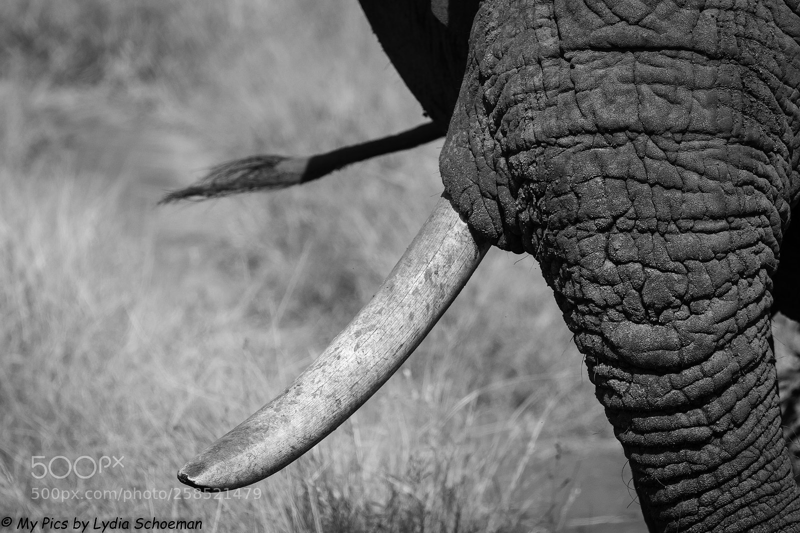 Canon EOS 7D Mark II sample photo. Elephant photography