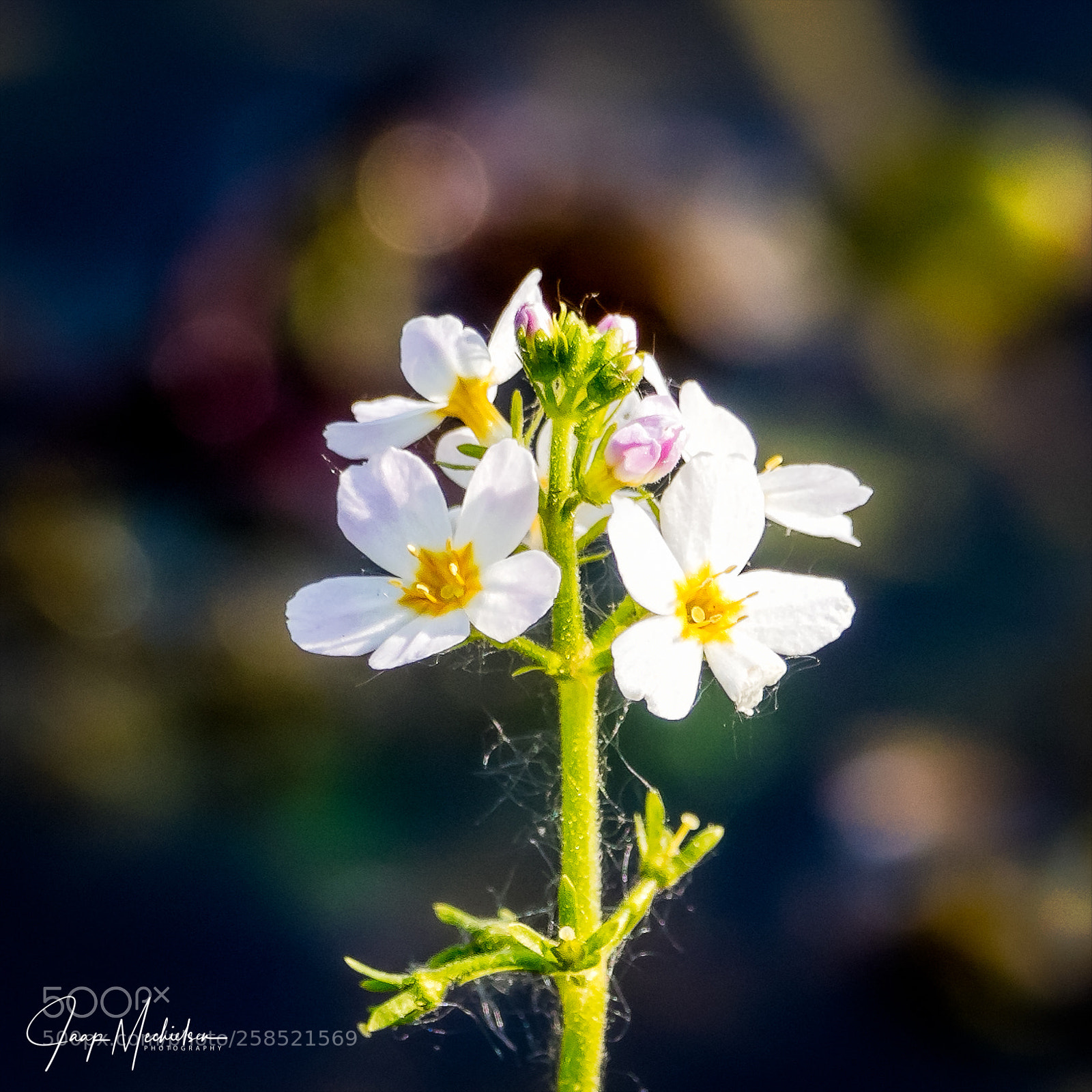 Canon EOS 7D Mark II sample photo. Swamp flower photography