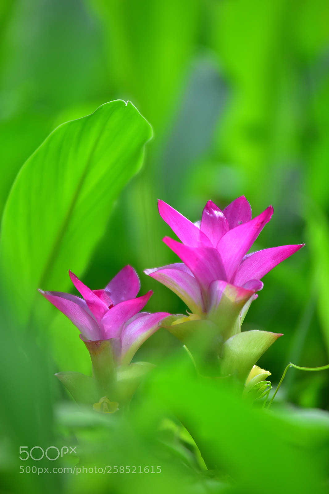 Nikon D810 sample photo. Pink flowers photography