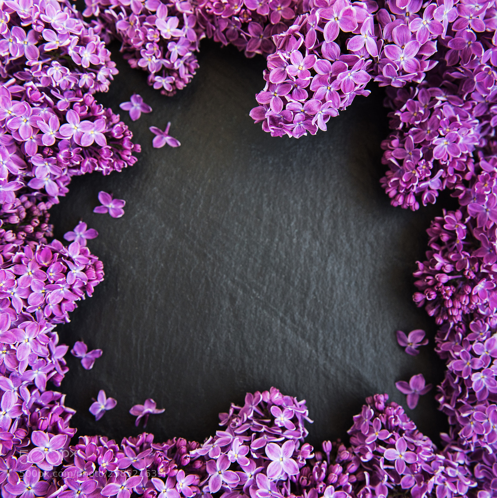 Nikon D750 sample photo. Lilac flowers as a photography