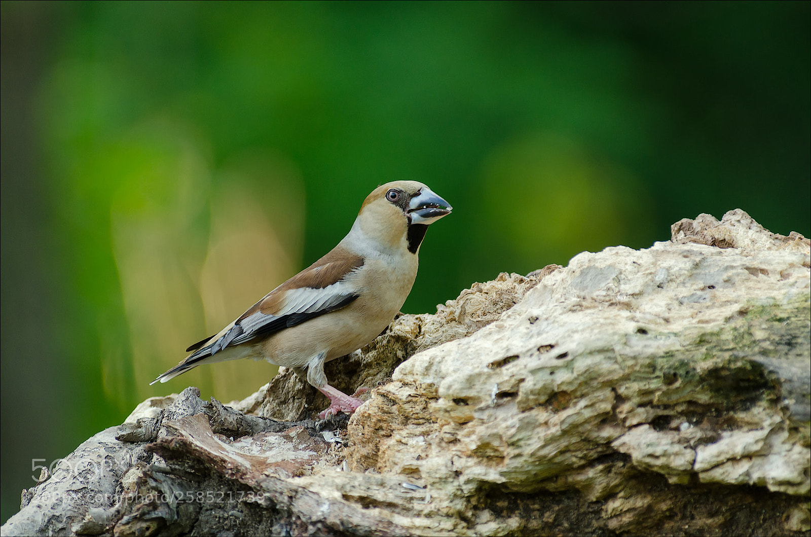 Nikon D7000 sample photo. Another hawfinch photography